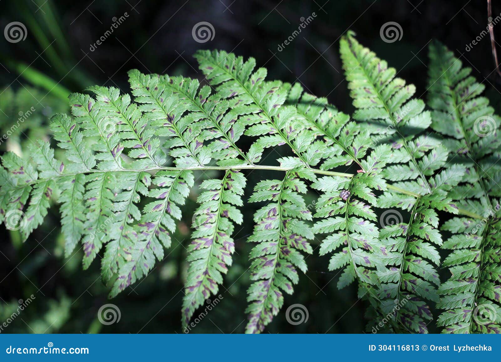 athyrium filix-femina fern grows in nature