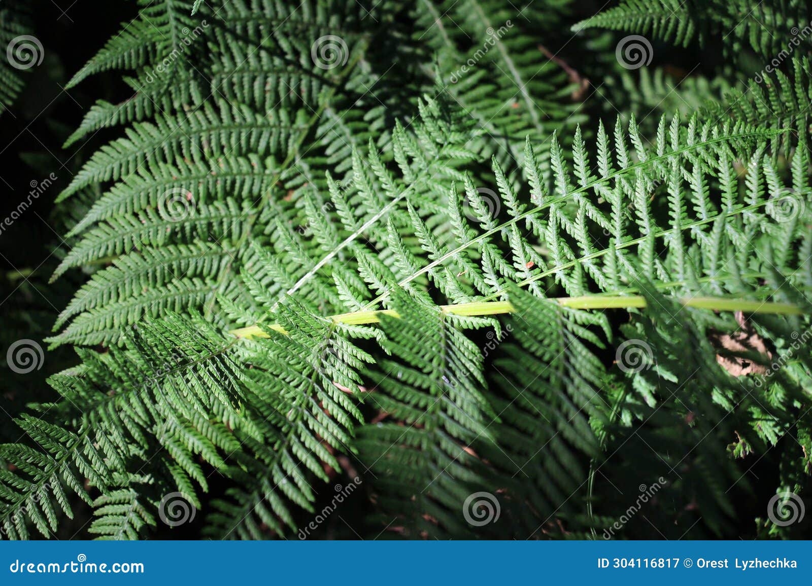 athyrium filix-femina fern grows in nature