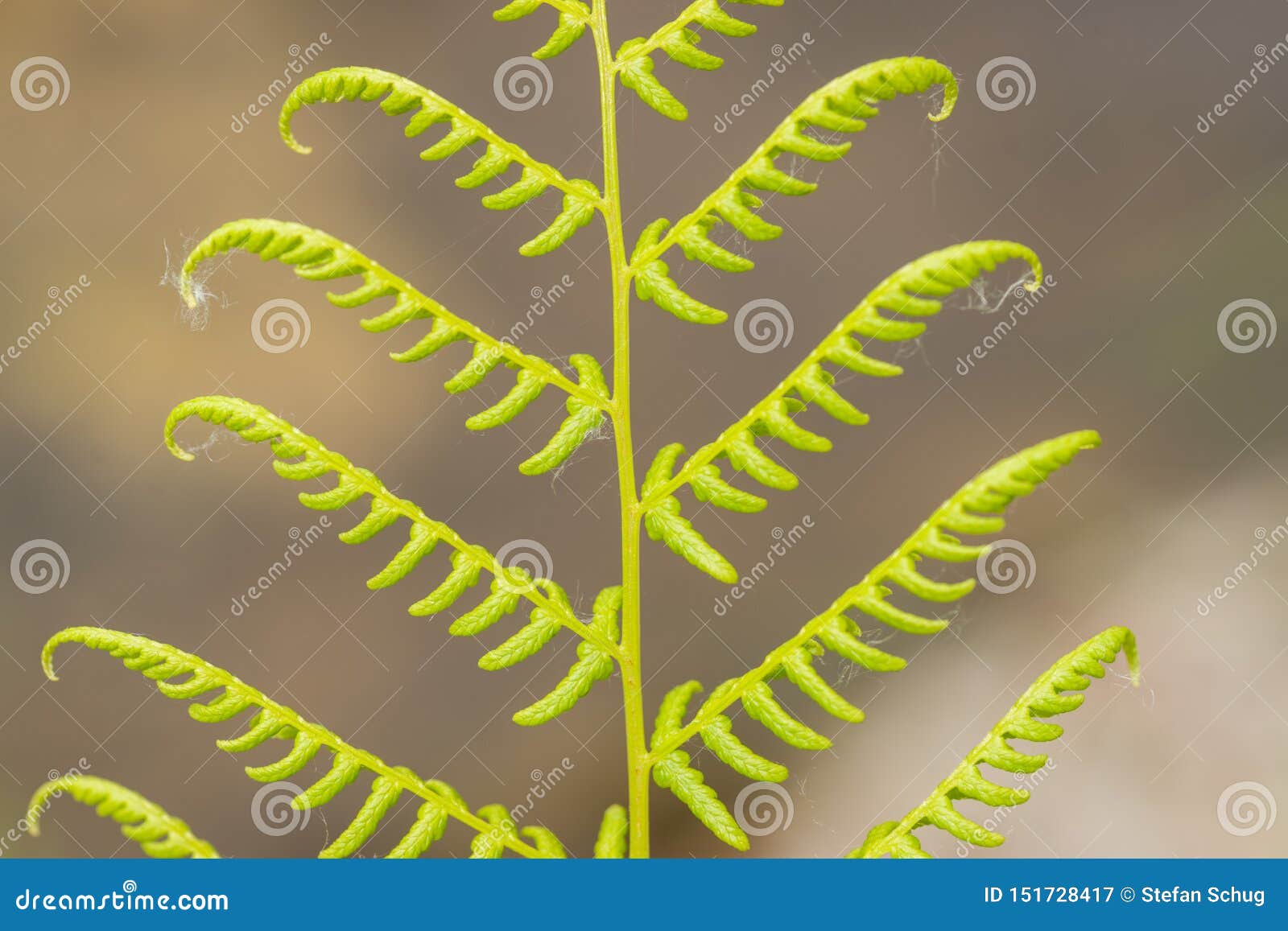 new fern leaf - unfolding
