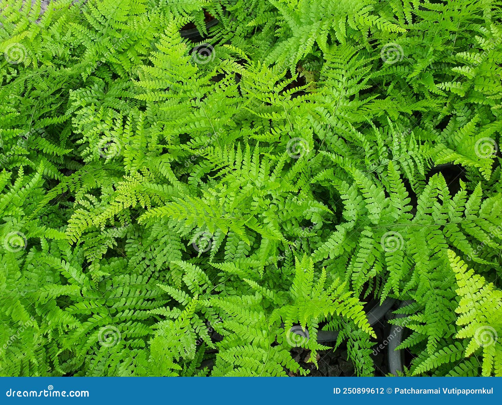 athyrium filix-femina fresh green leafy fern likes succulent leaves with spores under the leaves.