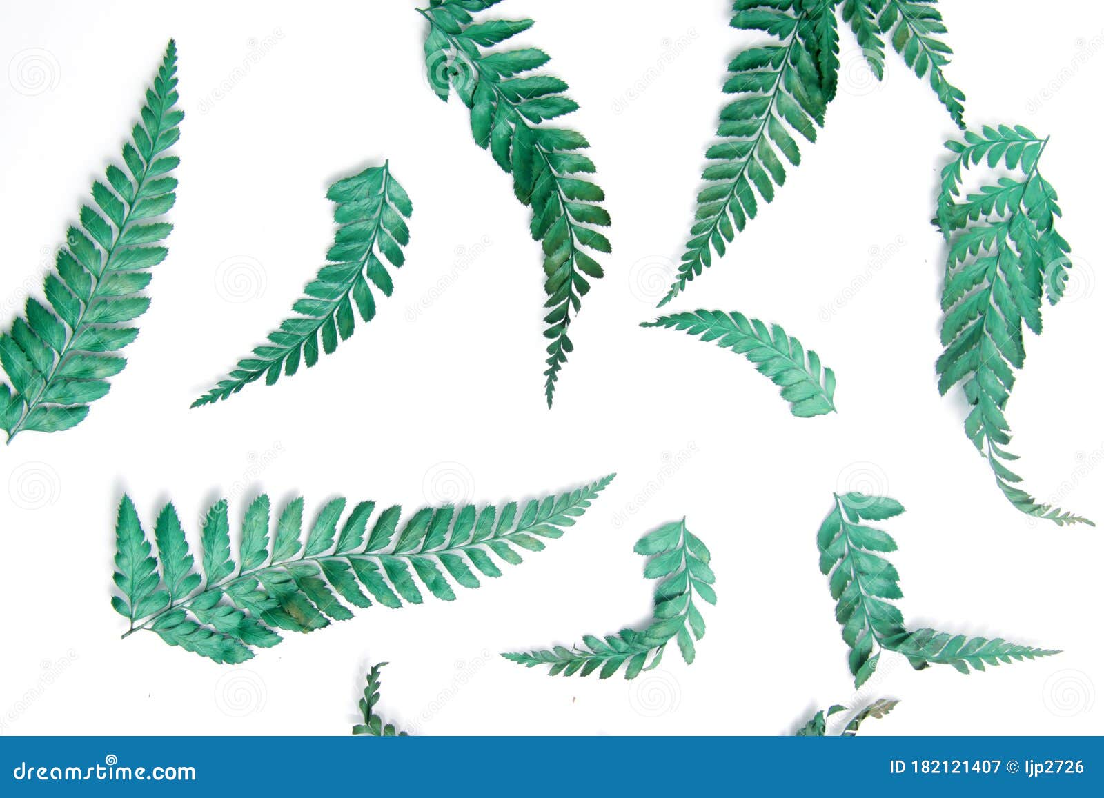 close up shot of common lady-fern