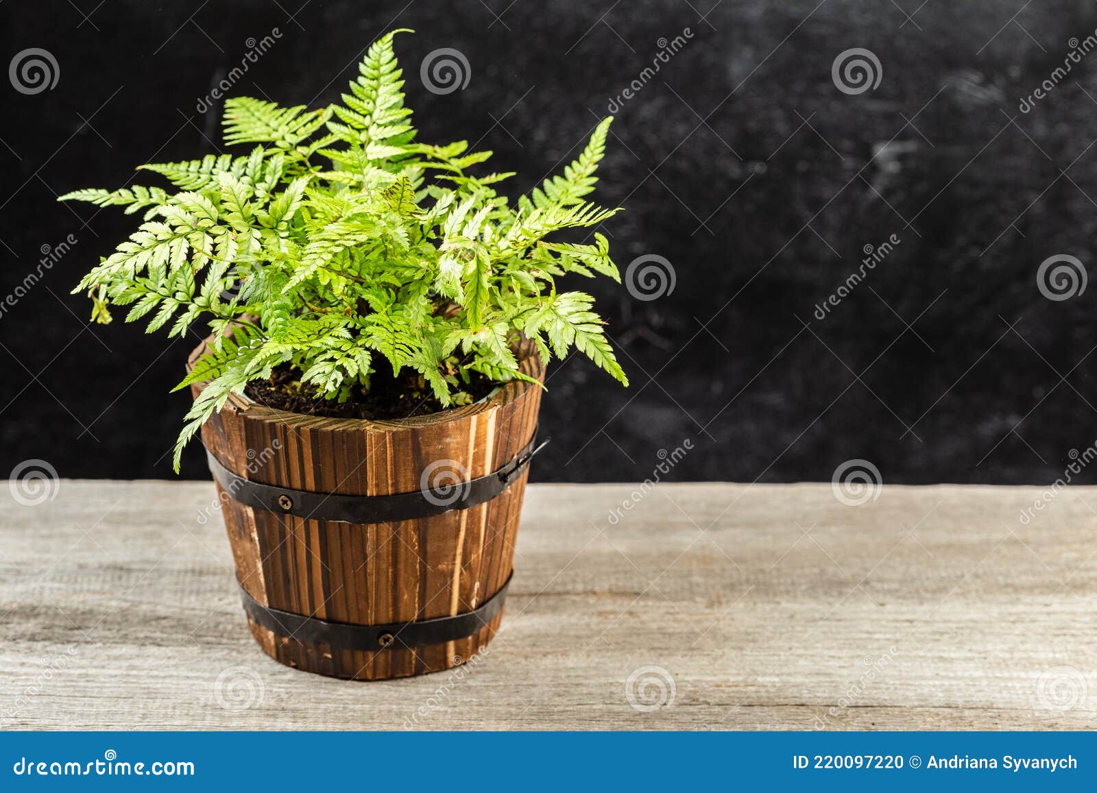 athyrium filix-femina, the lady fern in a pot