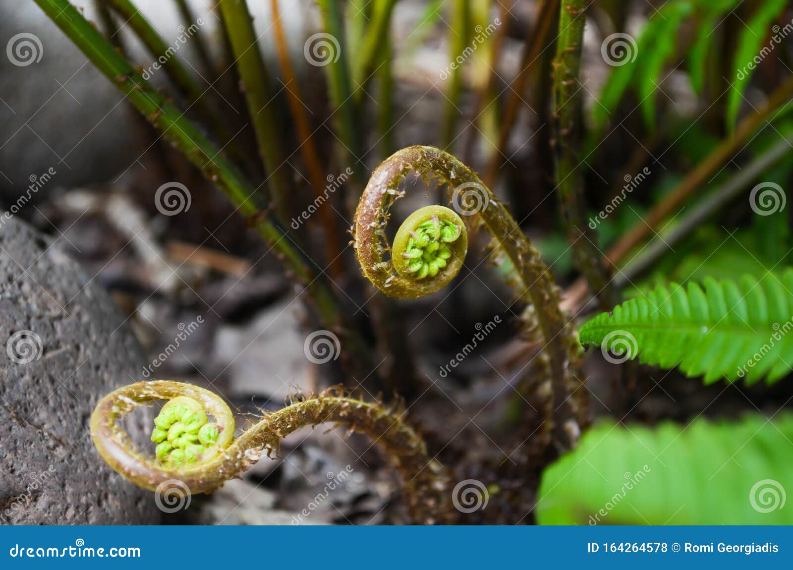 athyrium filix-femina or lady fern unrolling new leaves