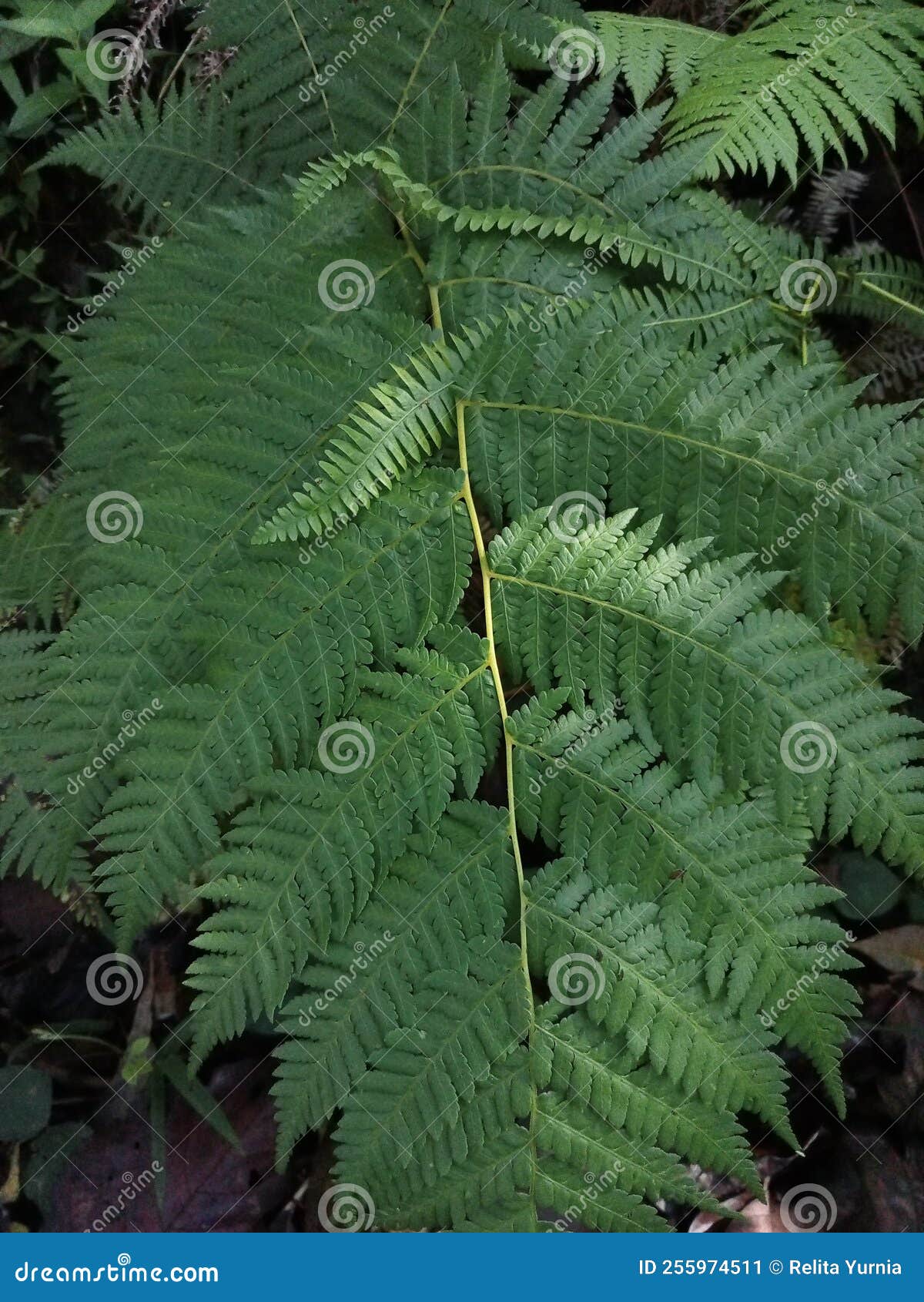 athyrium filix-femina plant taken from the top corner