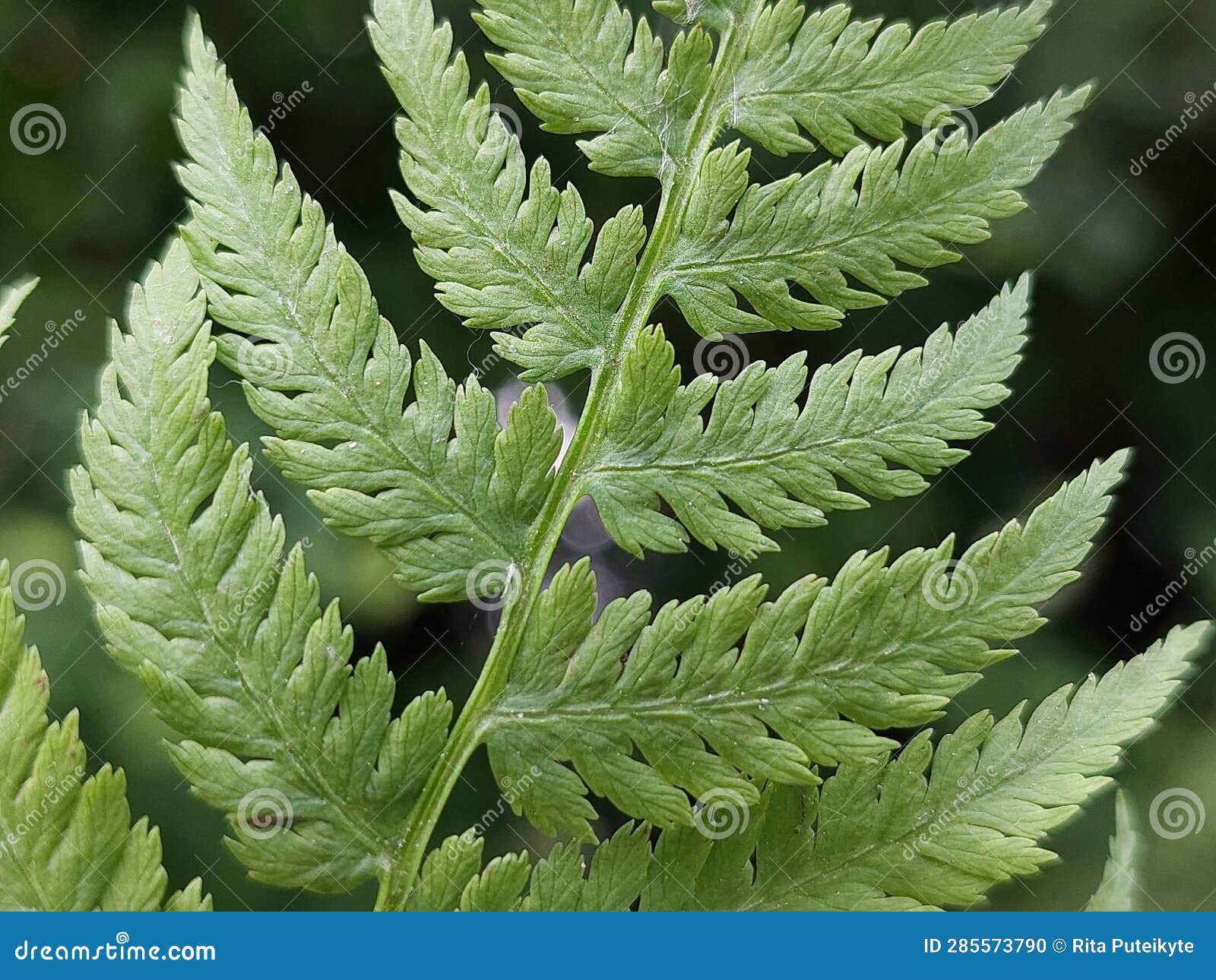 athyrium filix-femina