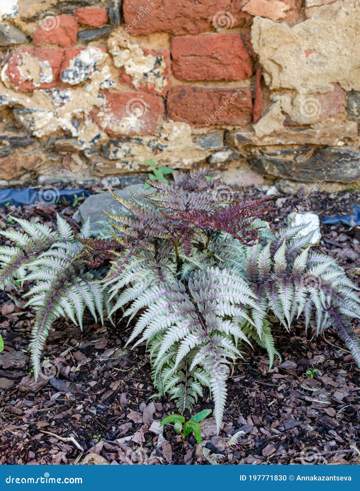 athyrium niponicum var. pictum, commonly known as japanese painted fern