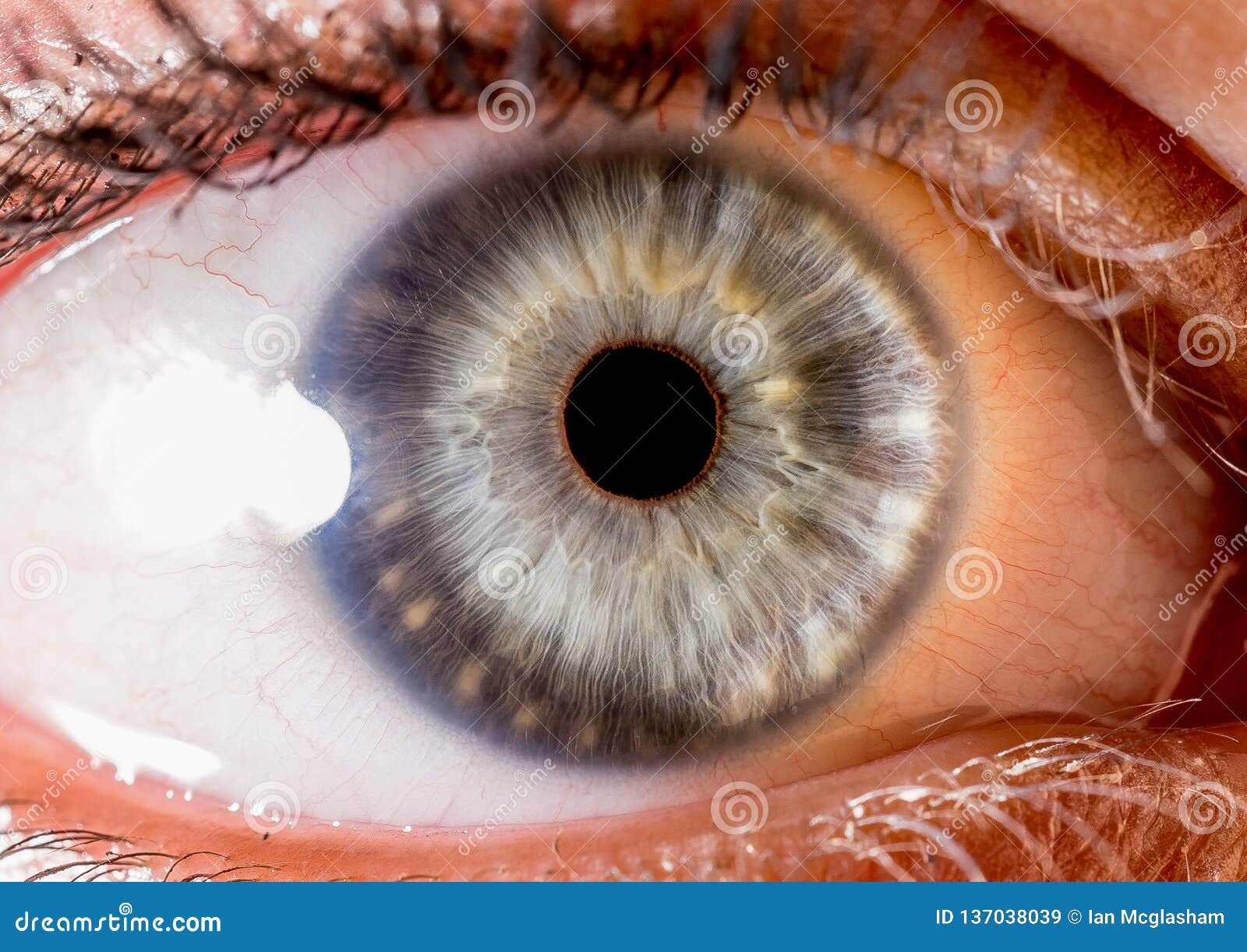 Eyeball Close Up Stock Photo - Download Image Now - Iris - Eye