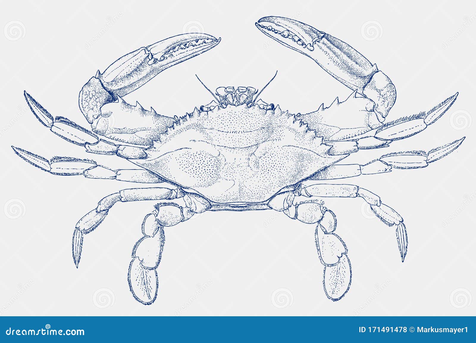 Blue Crab, Vector Cartoon Illustration.Cancer | CartoonDealer.com #73990273