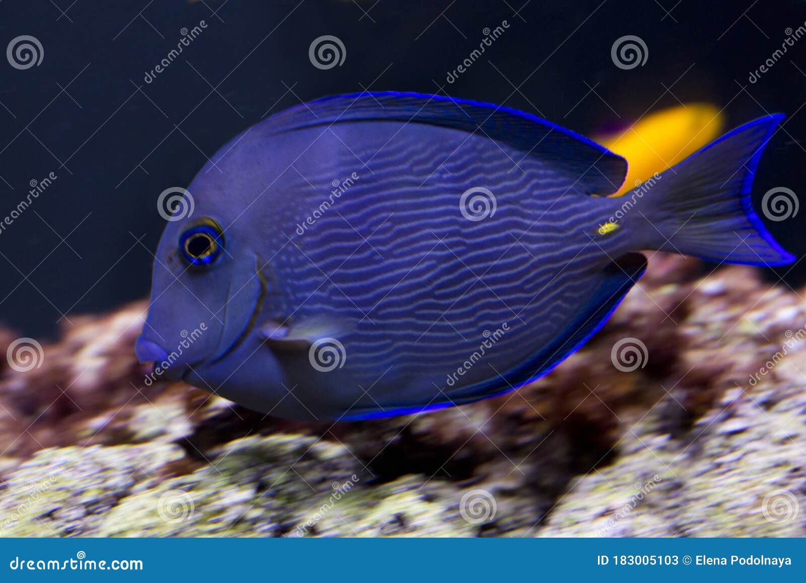 https://thumbs.dreamstime.com/z/atlantic-blue-tang-blue-barber-blue-doctorfish-blue-tang-surgeonfish-yellow-barber-yellow-doctorfish-acanthurus-coeruleus-183005103.jpg
