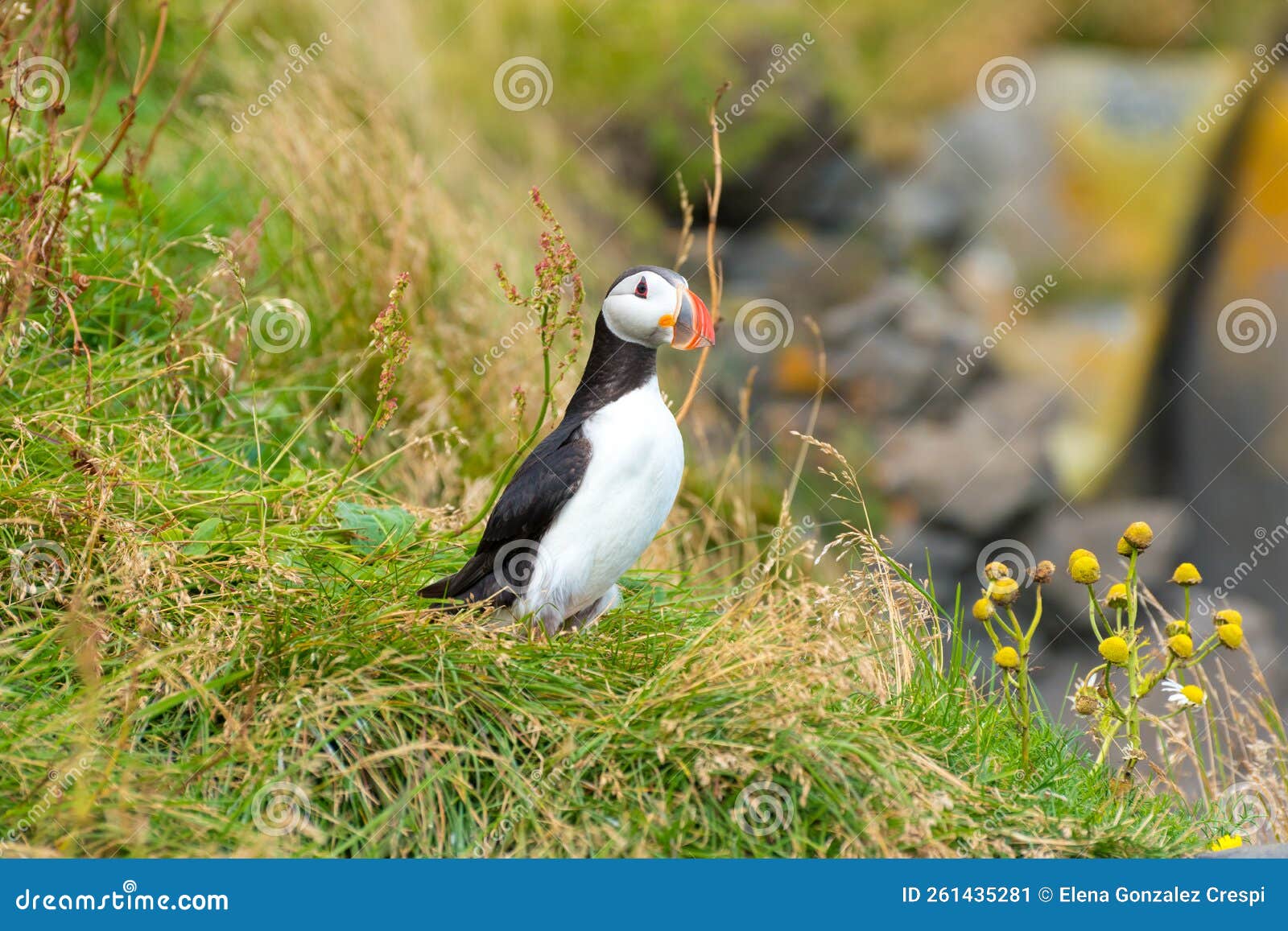 Atlantic on a Cliff Puffin in Iceland Stock Image Biology Diagrams