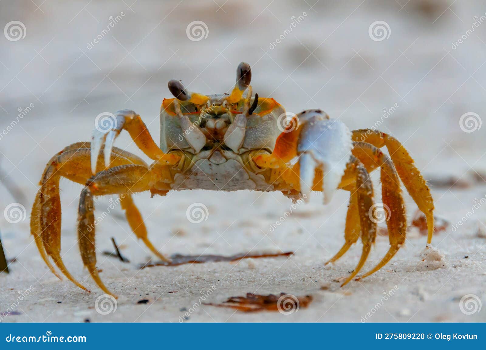 Baby Ghost Crabs