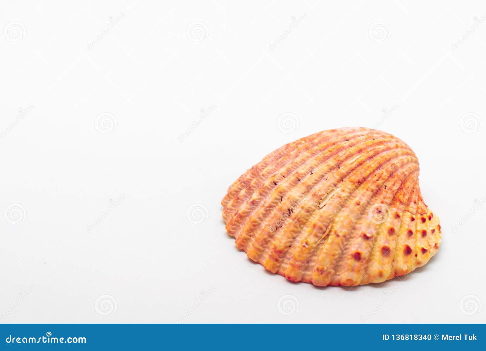 atlantic giant cockle seashell on  white background