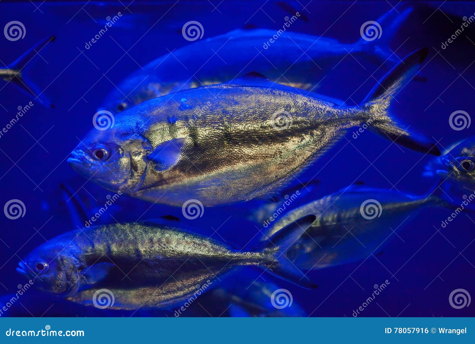 Atlantic Horse Mackerel (Trachurus Trachurus) Stock Photo Image of
