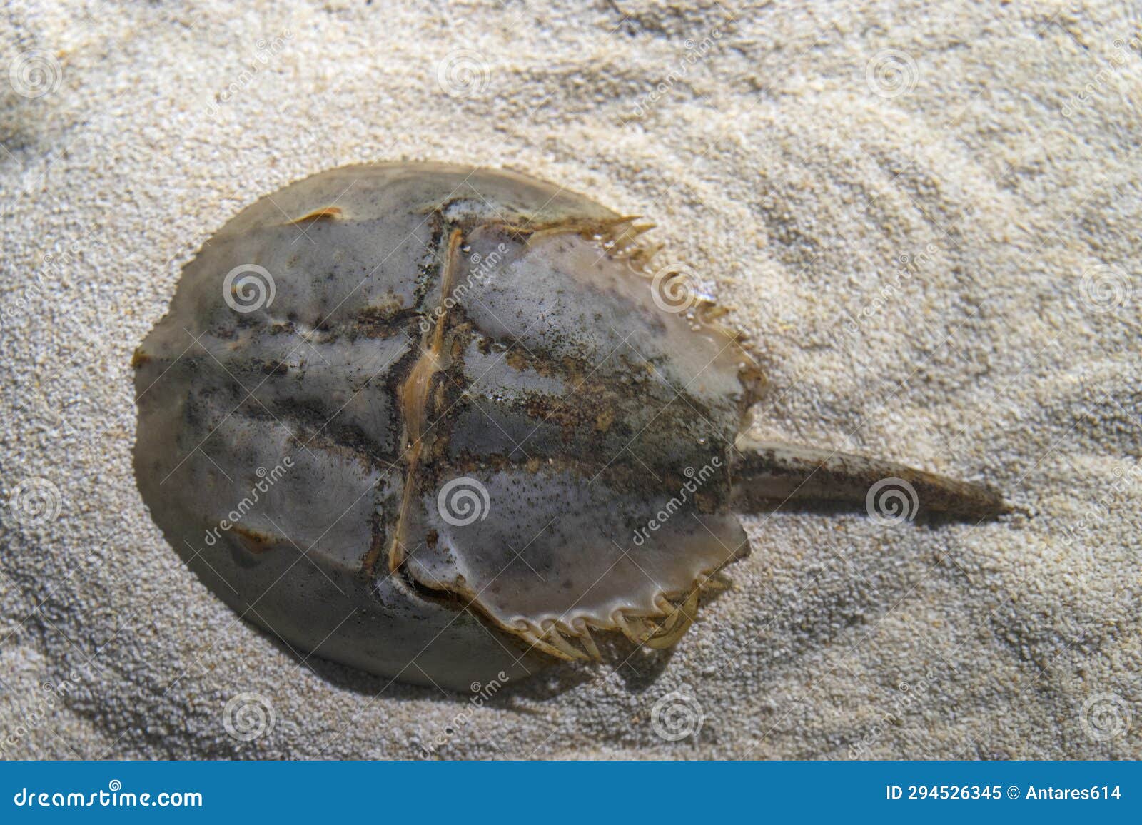 atlantic horseshoe crab aka limulus polyphemus