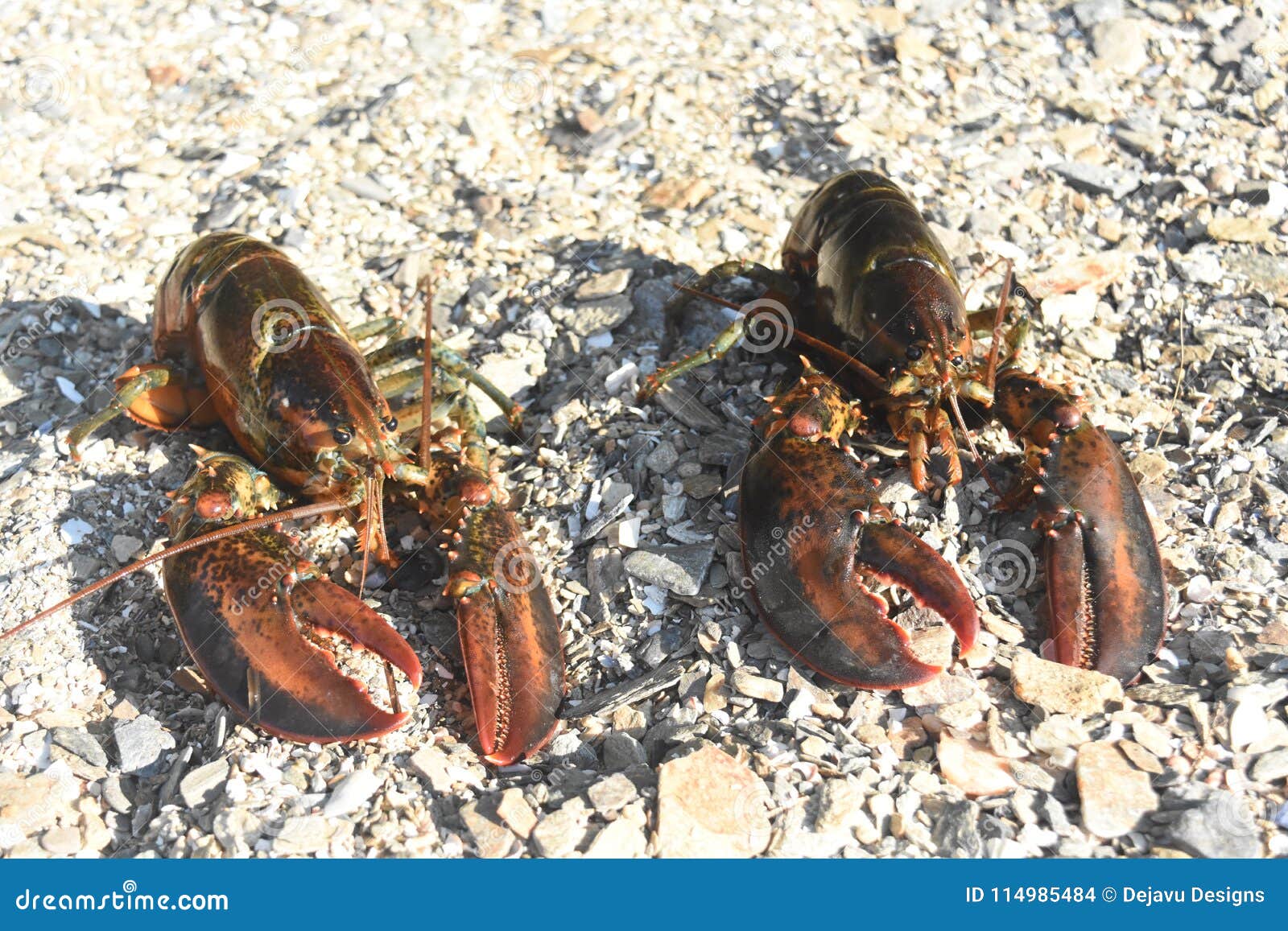 Adorable Pair of Maine Lobsters Off the Coast of the Atlantic Stock Photo Image of marine