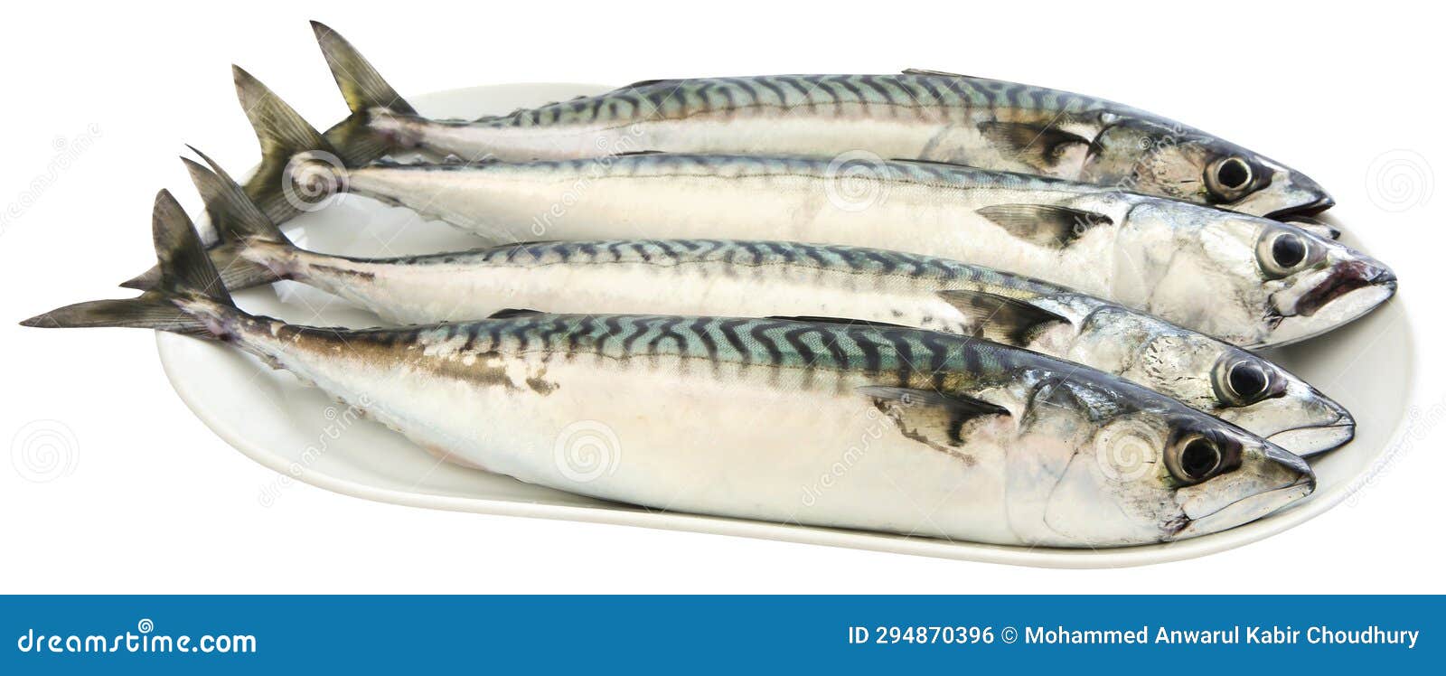 Atlantic mackerel fish stock photo. Image of cold, cook 294870396