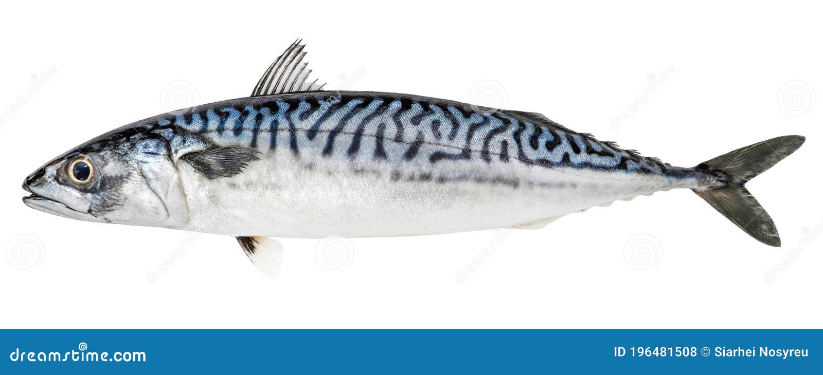 Atlantic Mackerel Fish Isolated on White Background Stock Photo - Image of  bass, fresh: 196481508