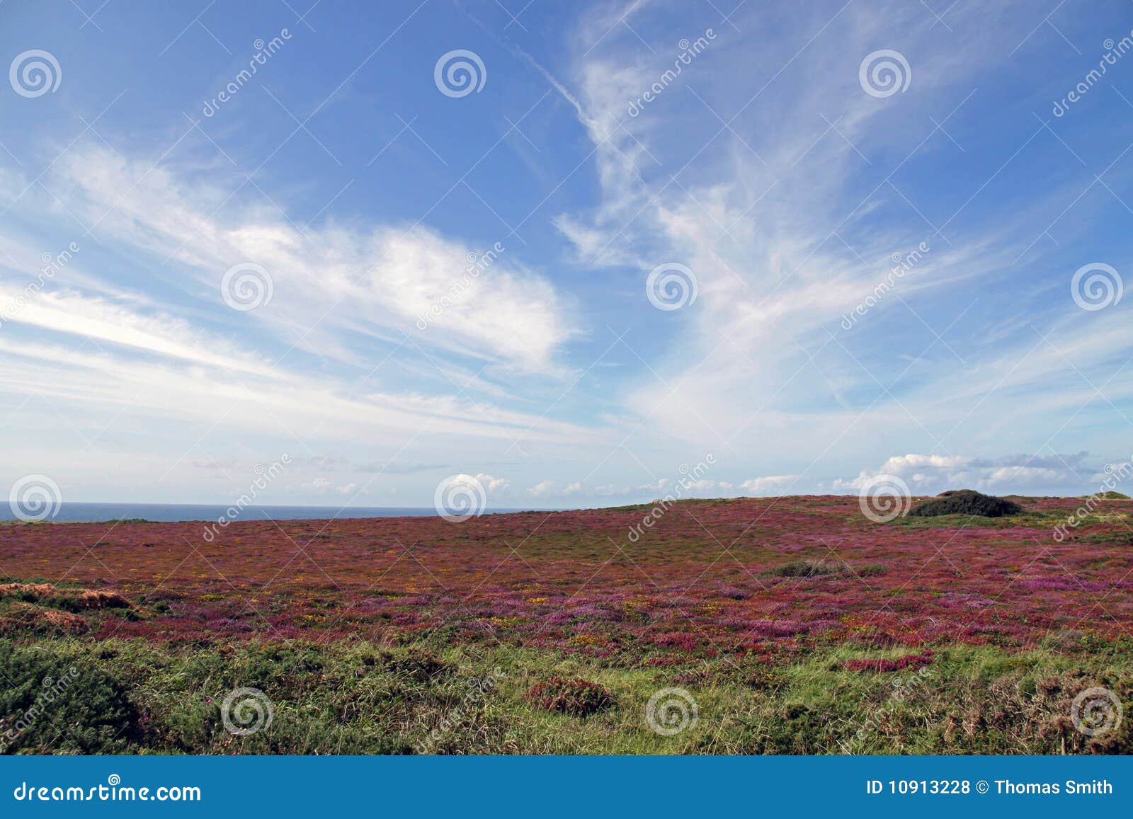 Atlantic Ocean and Heath of Purple Flowers Stock Photo Image of petal