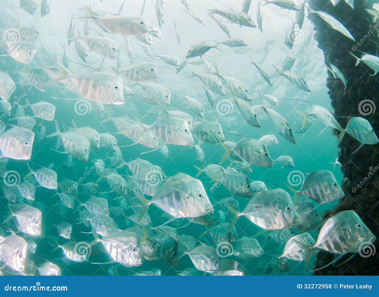 Atlantic Ocean Species Fish Stock Images - Download 973 Royalty Free Photos