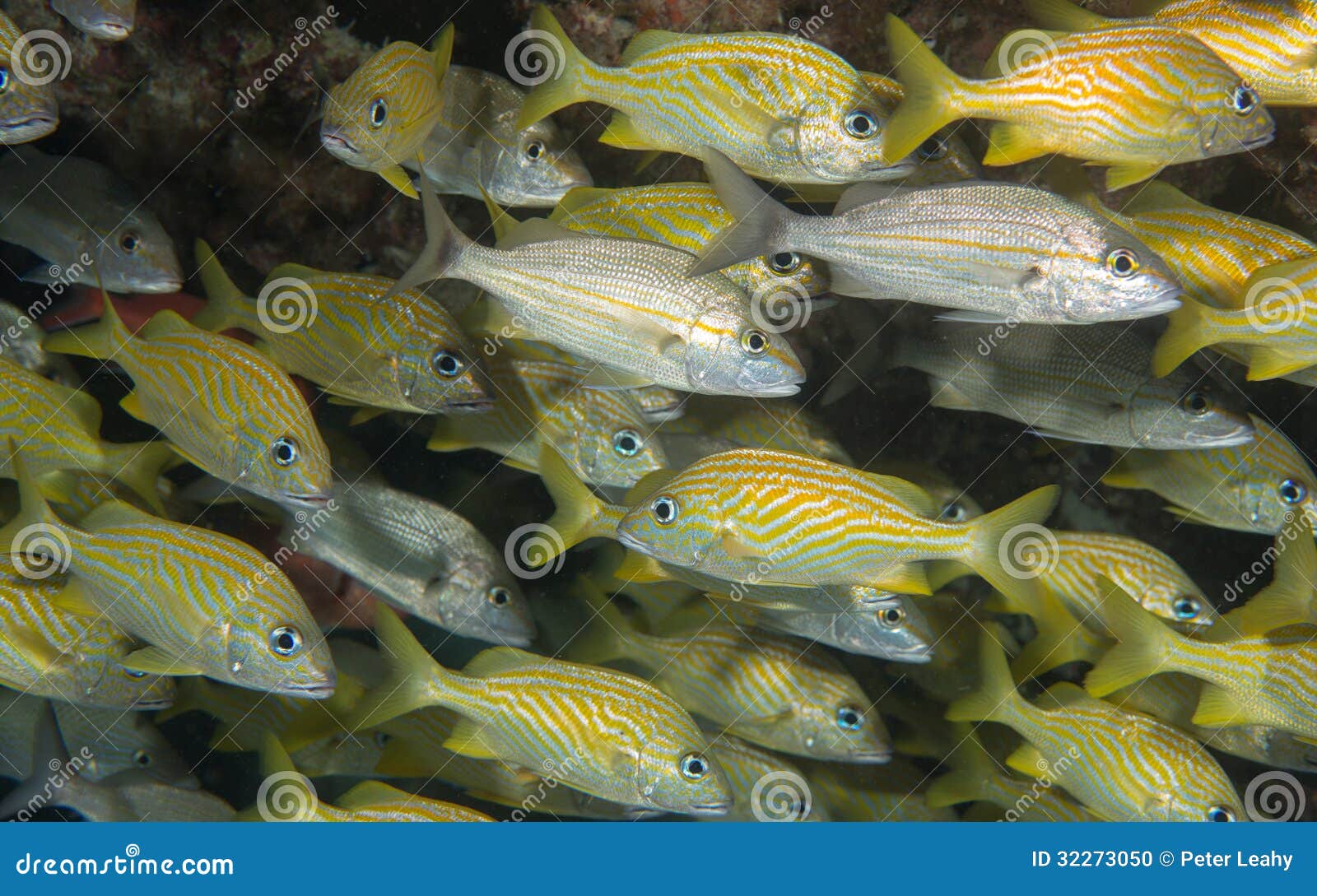 An Atlantic Ocean Species of Fish Stock Photo - Image of pacific, swim