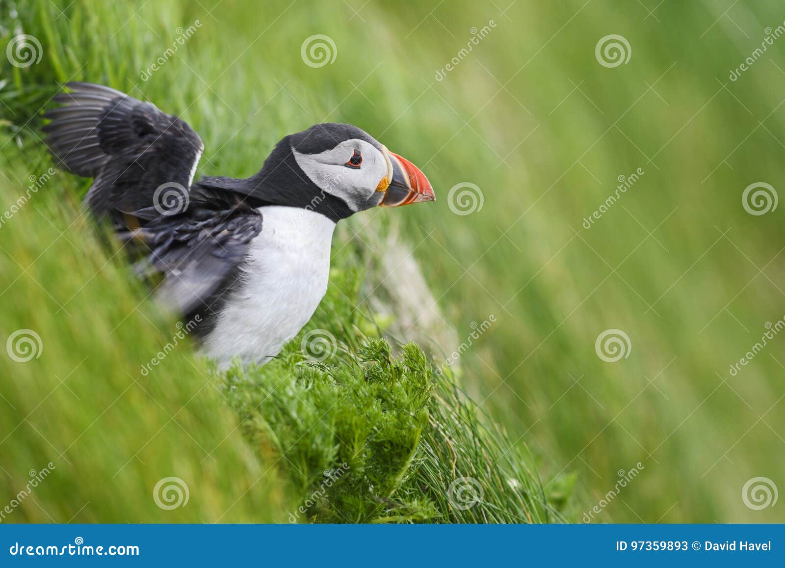 atlantic puffin - fratercula arctica, shetlands, united kingdome