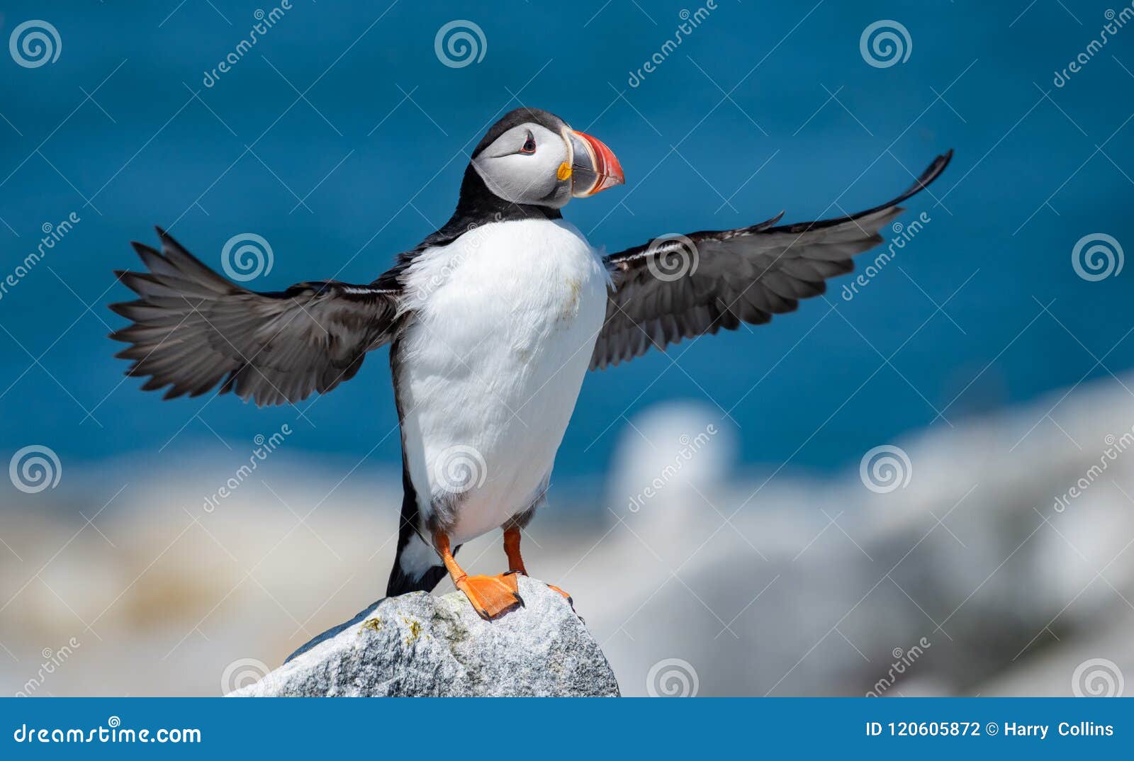 atlantic puffin in maine