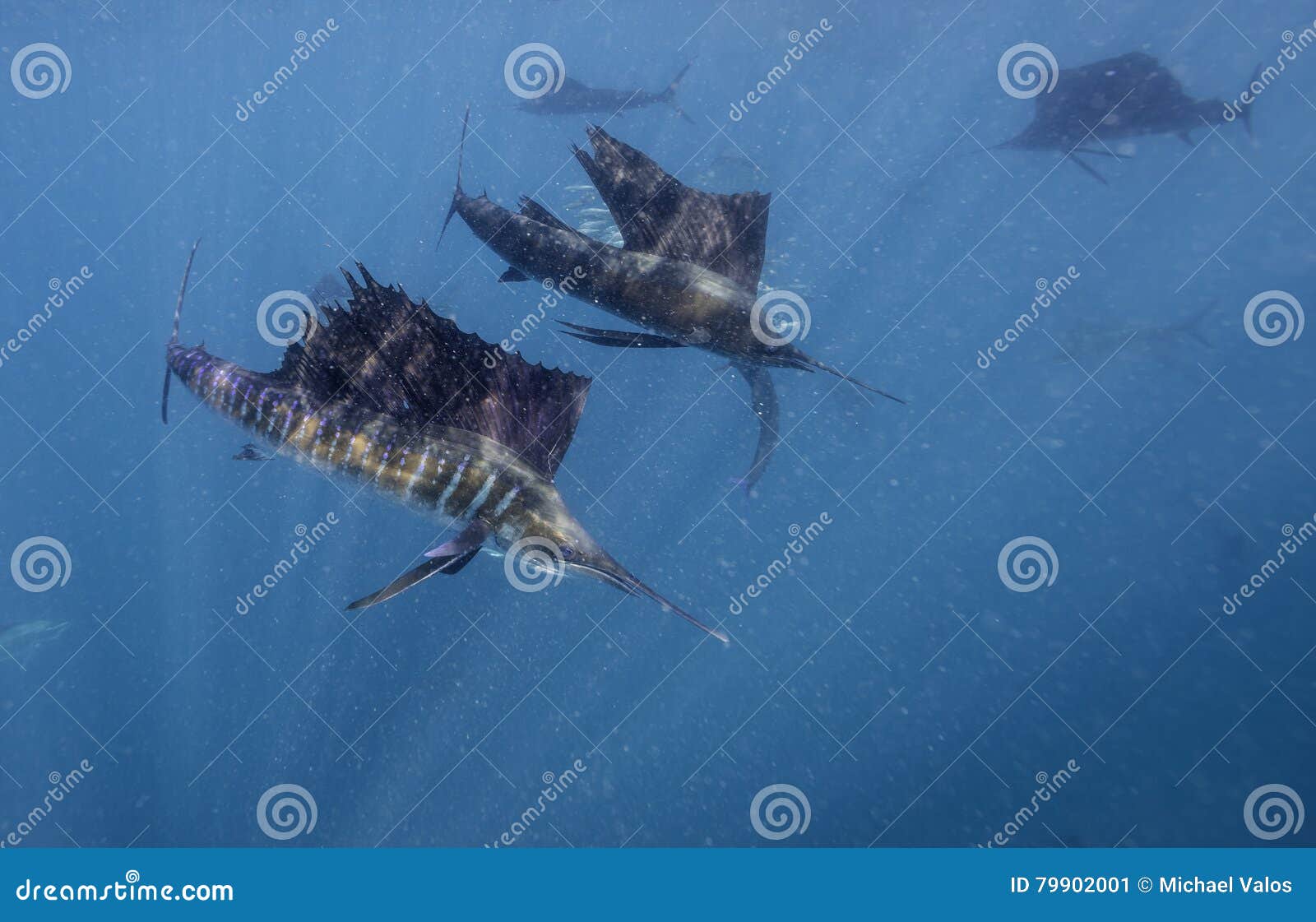 atlantic sailfish feeding on sardines, cancun mexico.