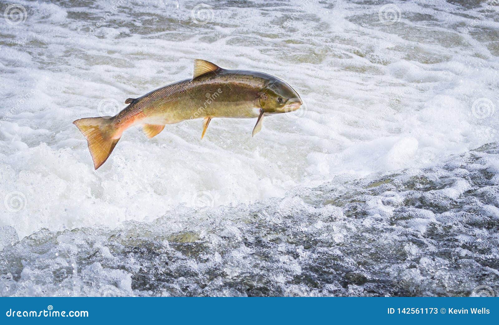 an atlantic salmon salmo salar jumping