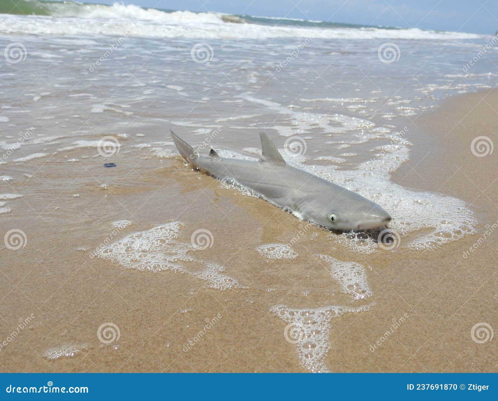 atlantic sharpnose shark