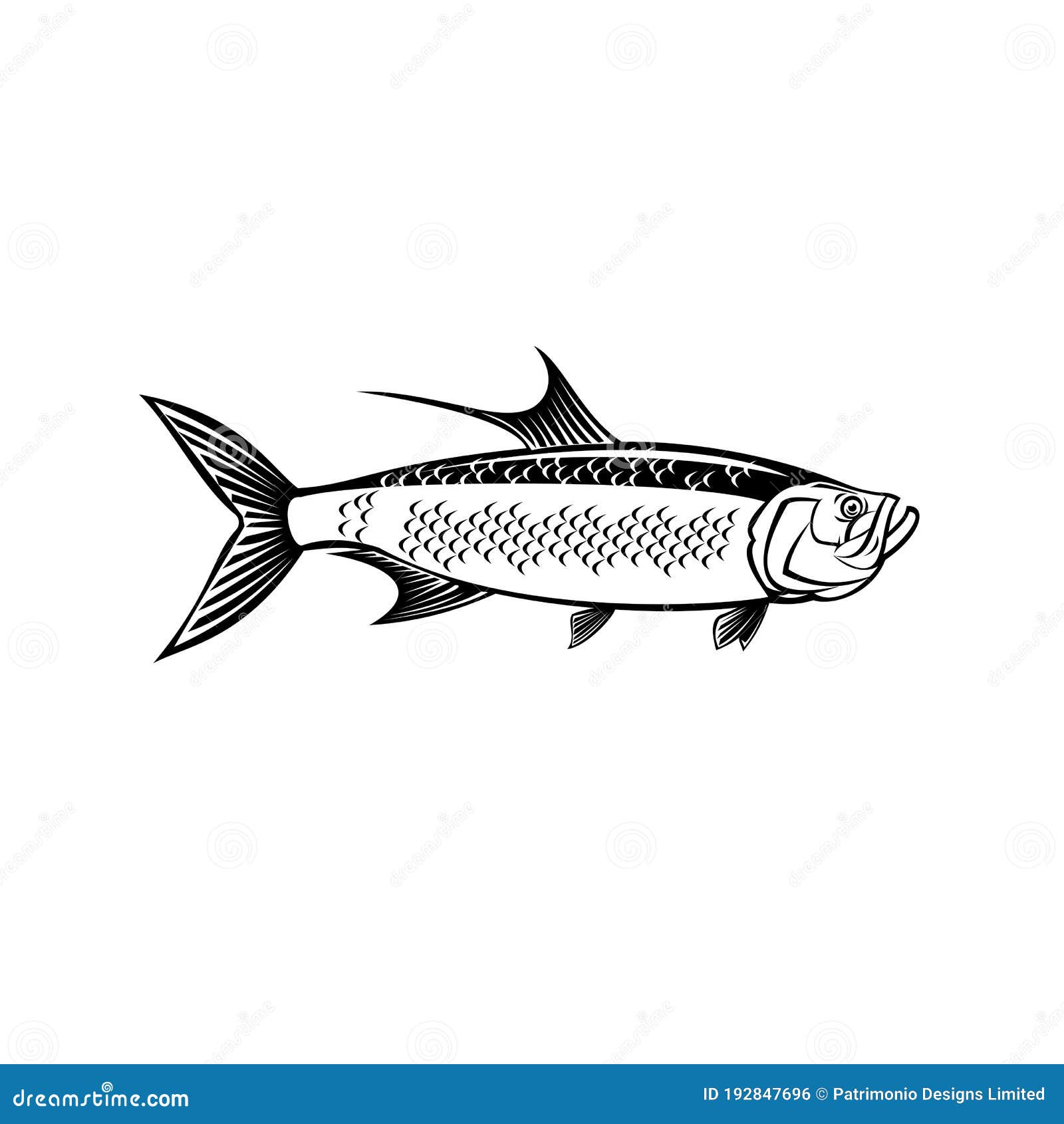 atlantic tarpon megalops atlanticus or silver king side view retro black and white