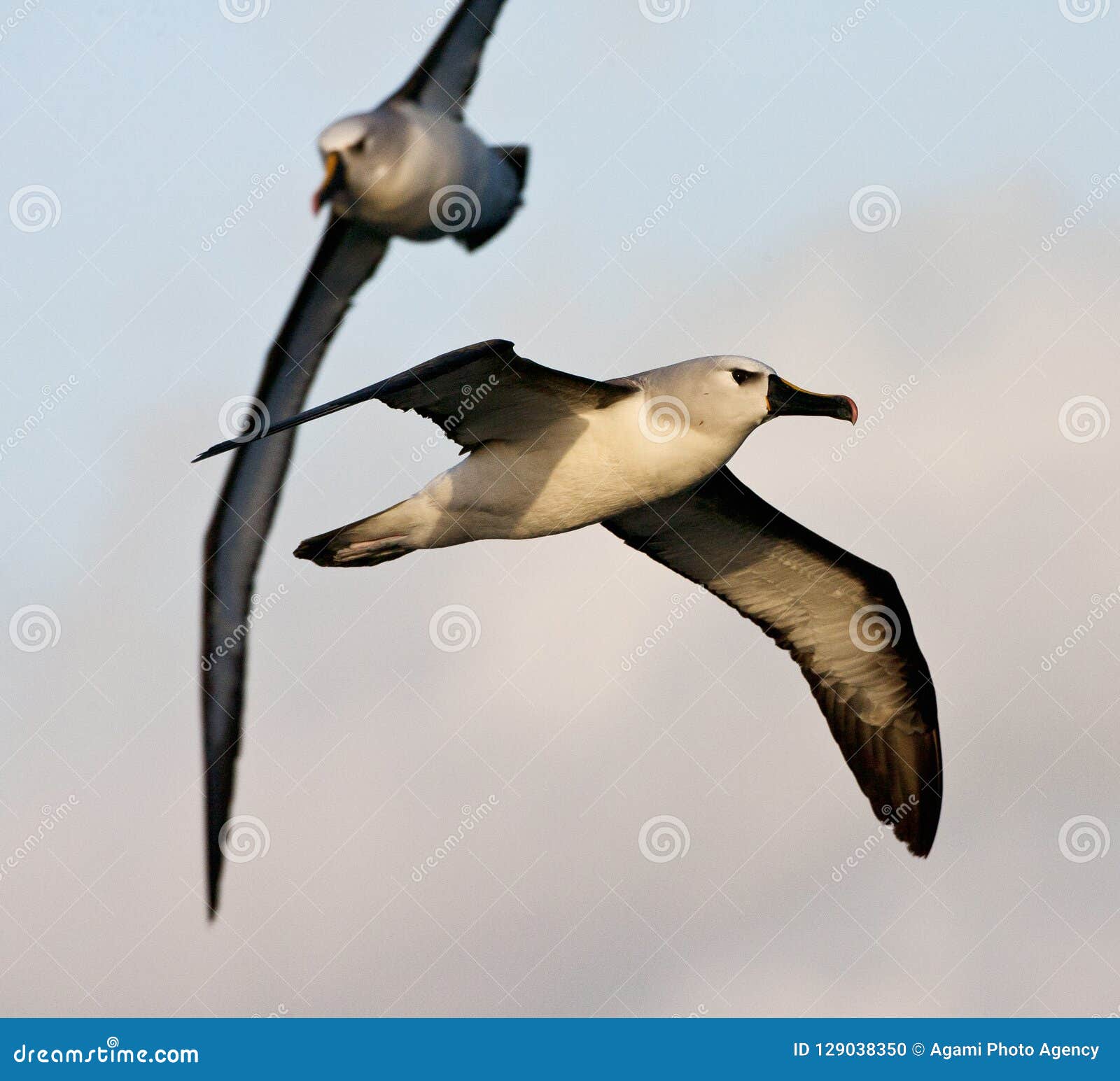 atlantische geelsnavelalbatros, atlantic yellow-nosed albatross, thalassarche chlororhynchos