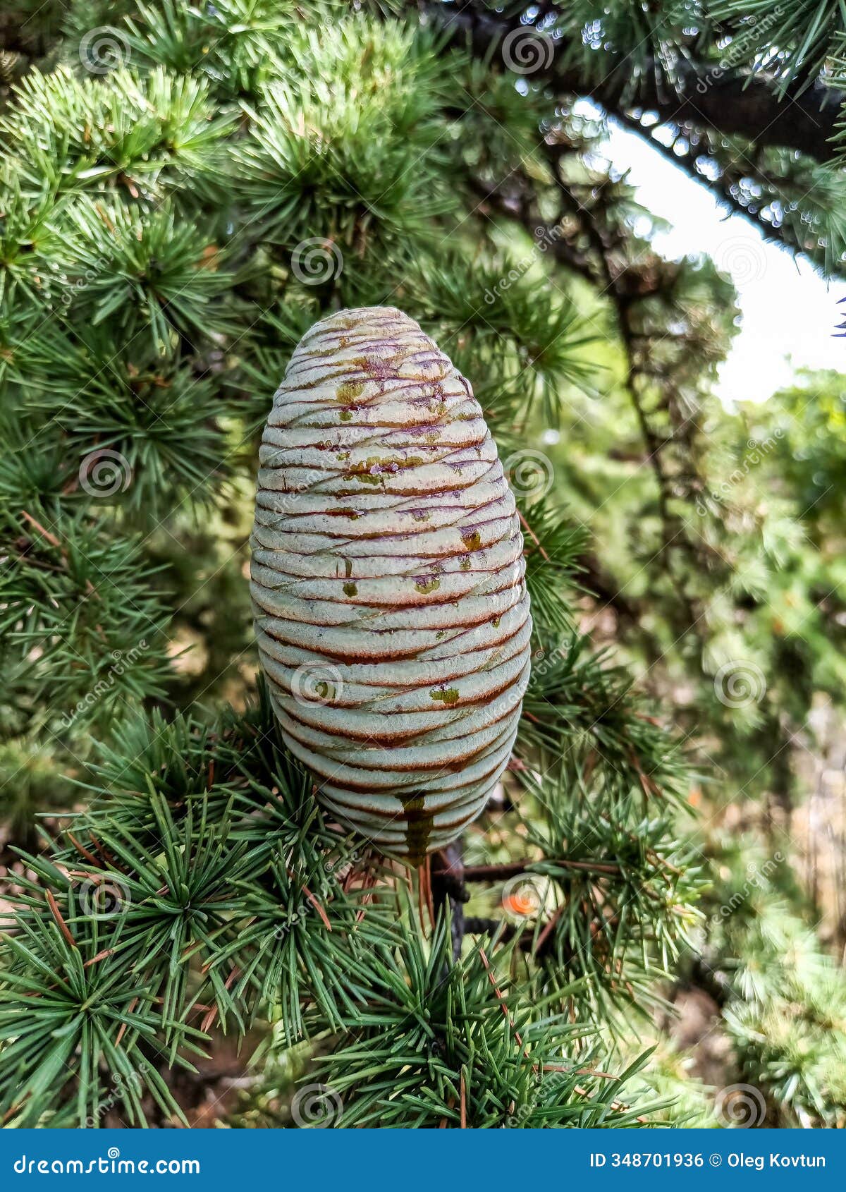 atlas cedar, cedrus atlantica - a two-year-old cone on a tree branch