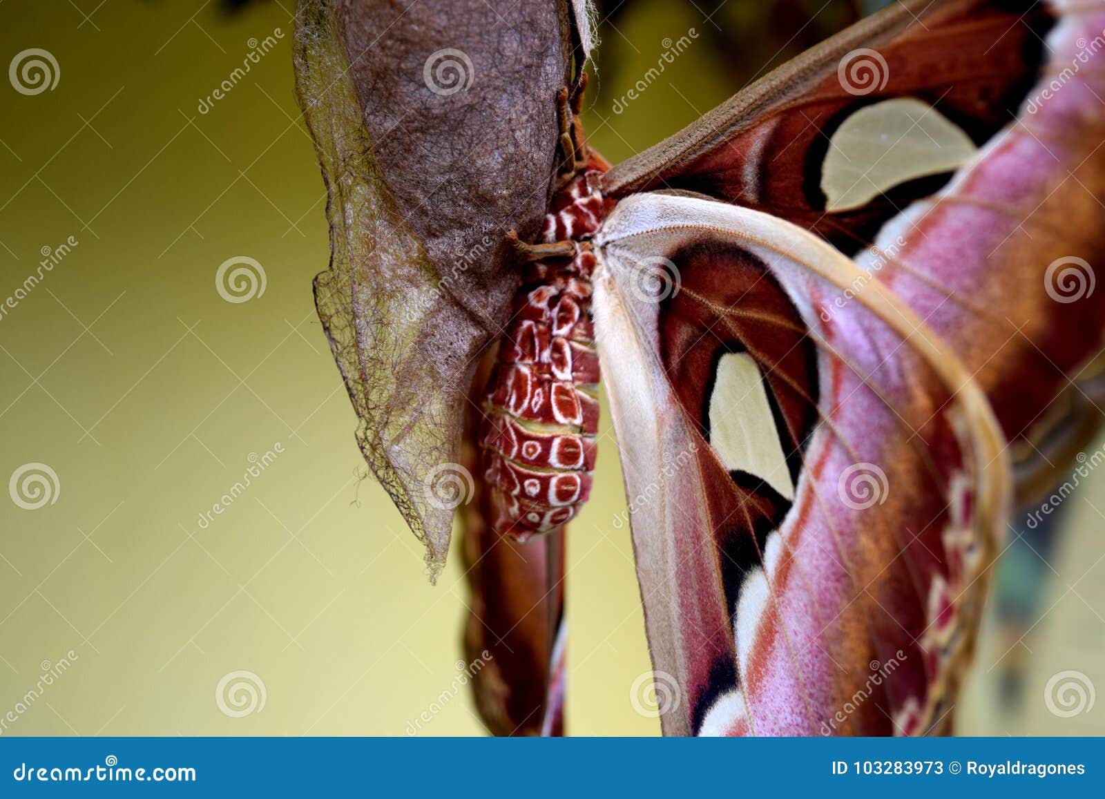 atlas moth on cocoon