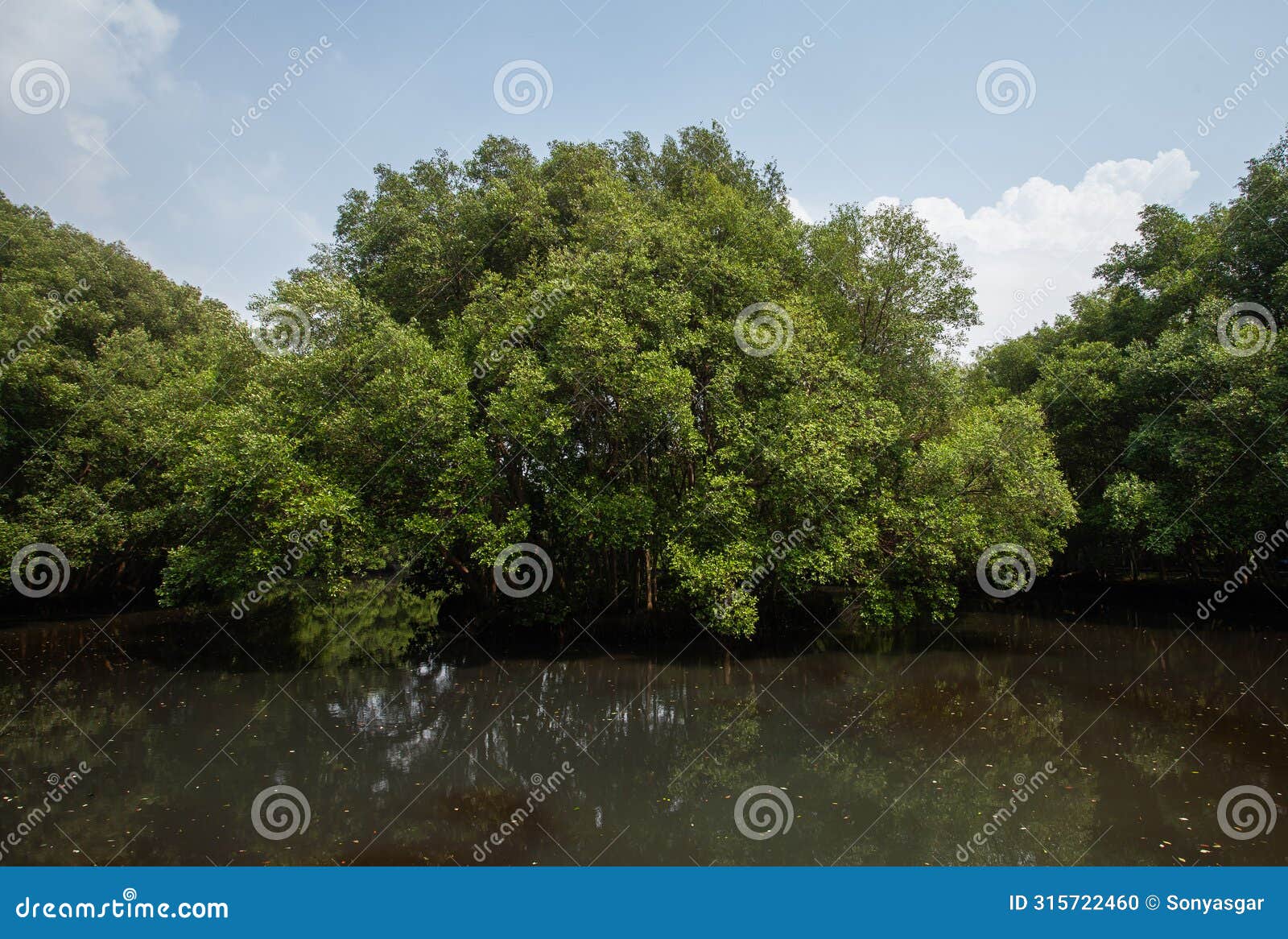 the atmosphere is cool and calming in the mangrove nature tourism park area in muara angke, pantai indah kapuk, jakarta