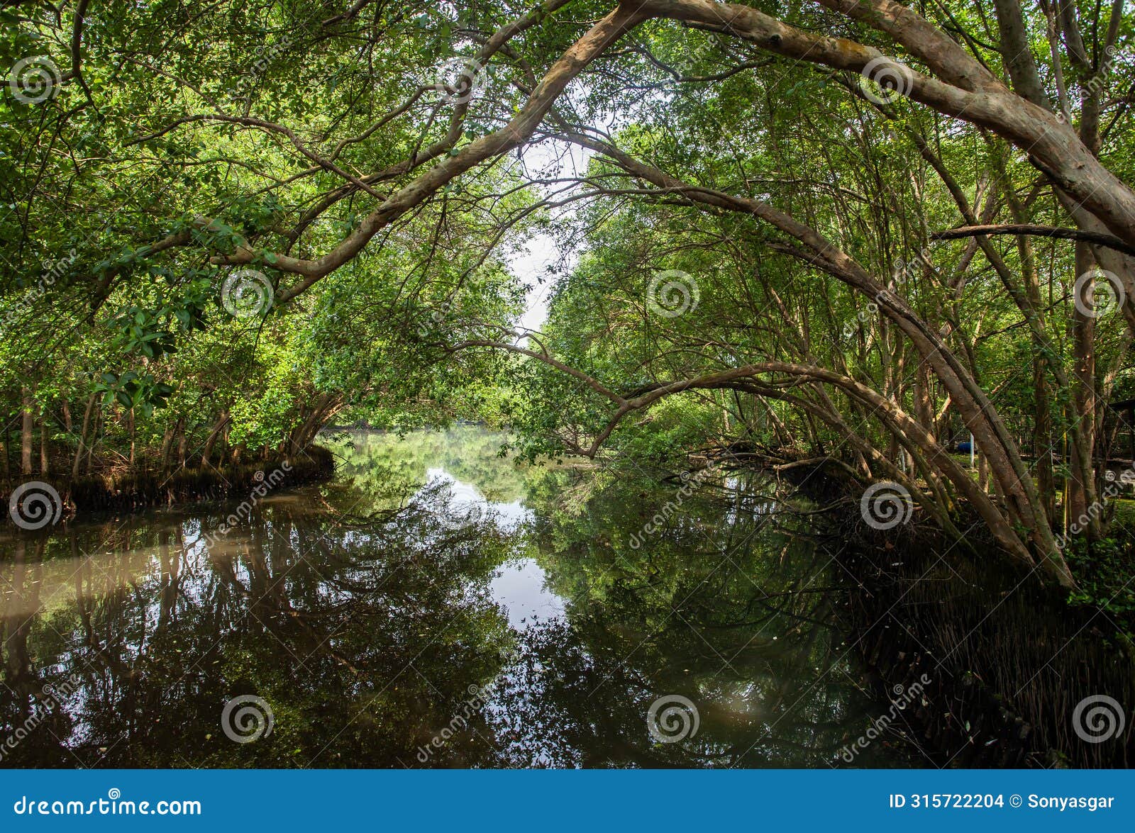 the atmosphere is cool and calming in the mangrove nature tourism park area in muara angke, pantai indah kapuk, jakarta