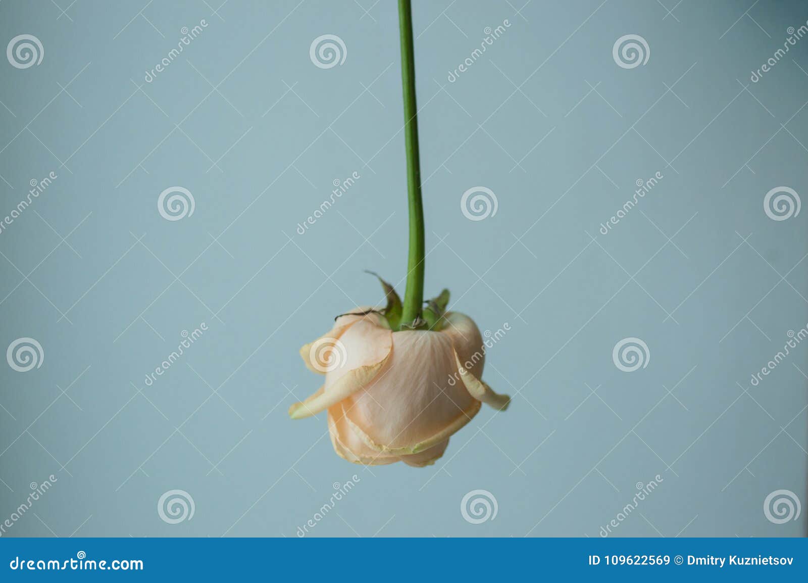 atmospheric toned photo of the fallen withering rose on the single color background. hopelessness concept.