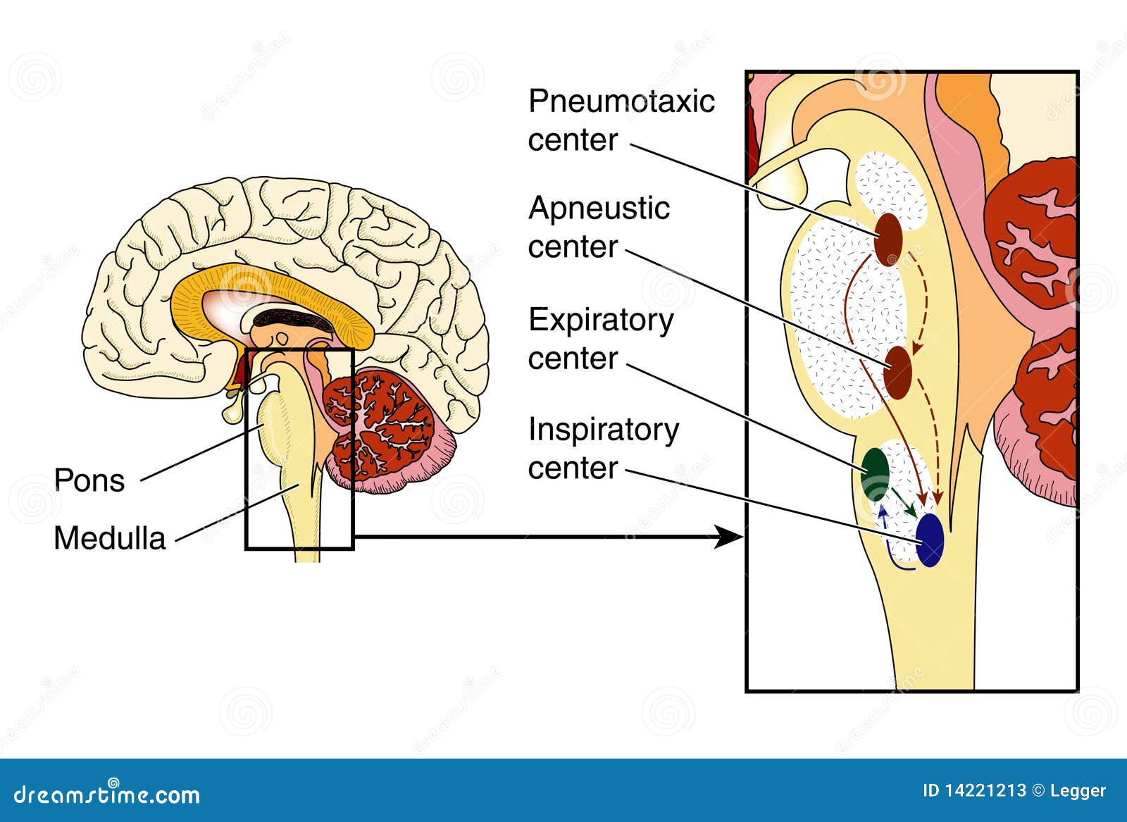 AtmungsZentralen. Zeichnung des Gehirns und des Brainstem, shwoing Bereiche der Brücken, die Atmung steuern