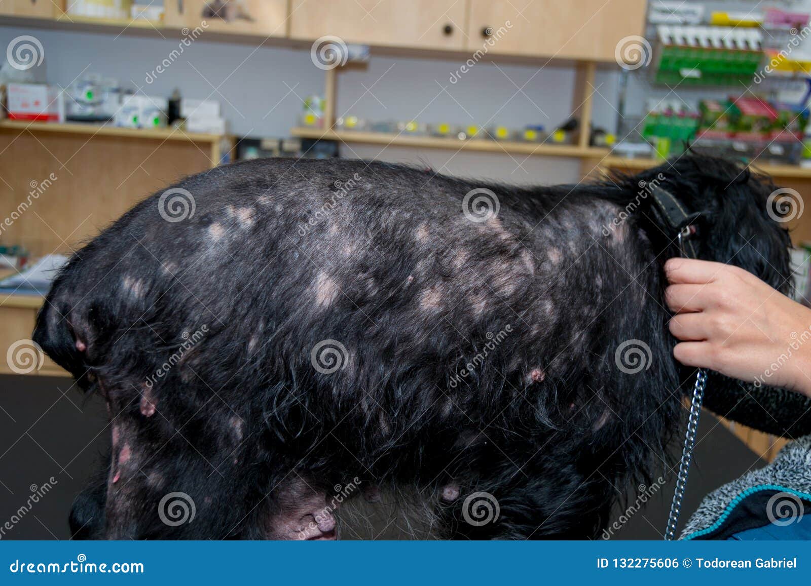 Old dog with dermatitis stock photo. Image of painful 132275606