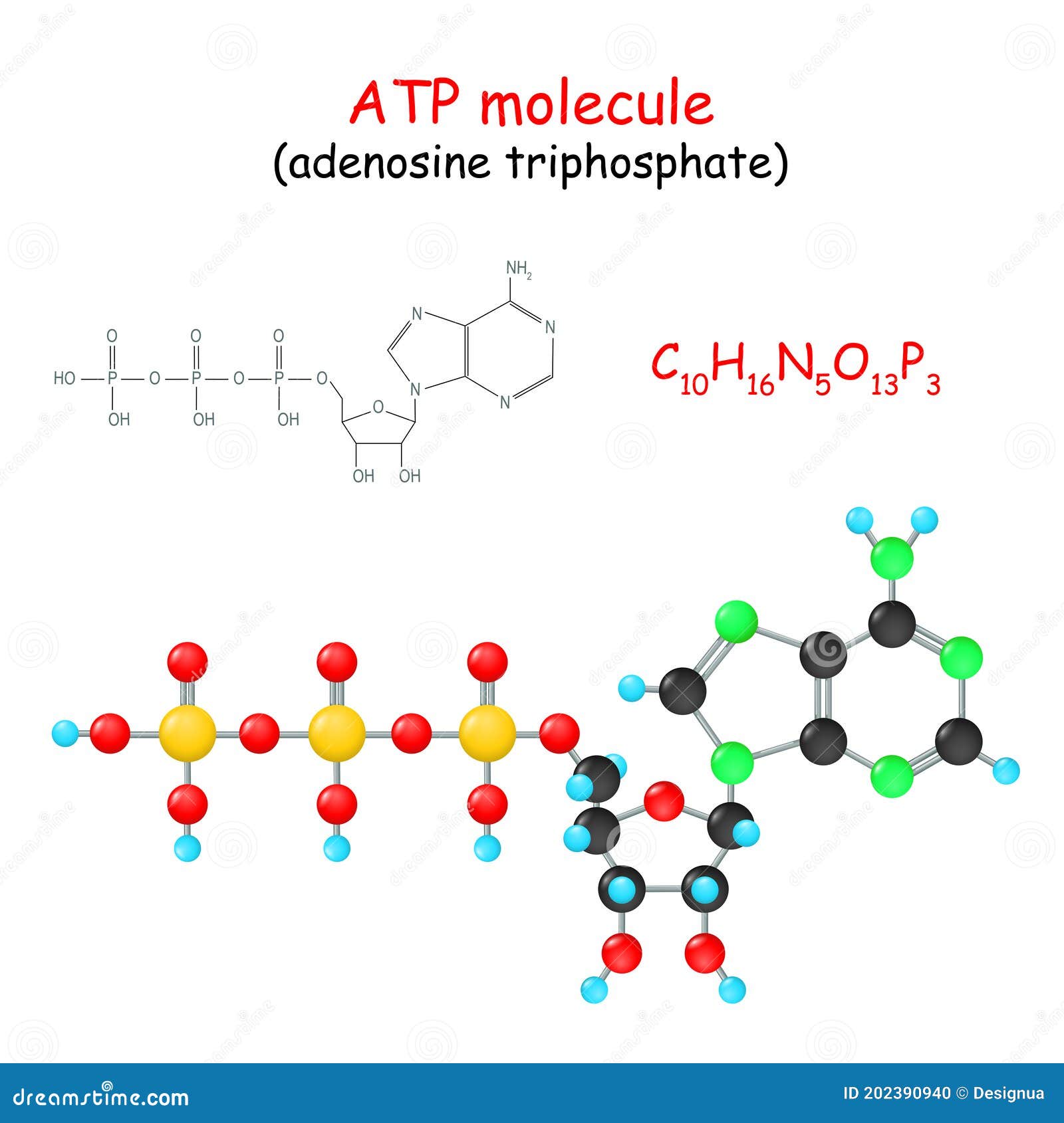 atp adenosine triphosphate molecule