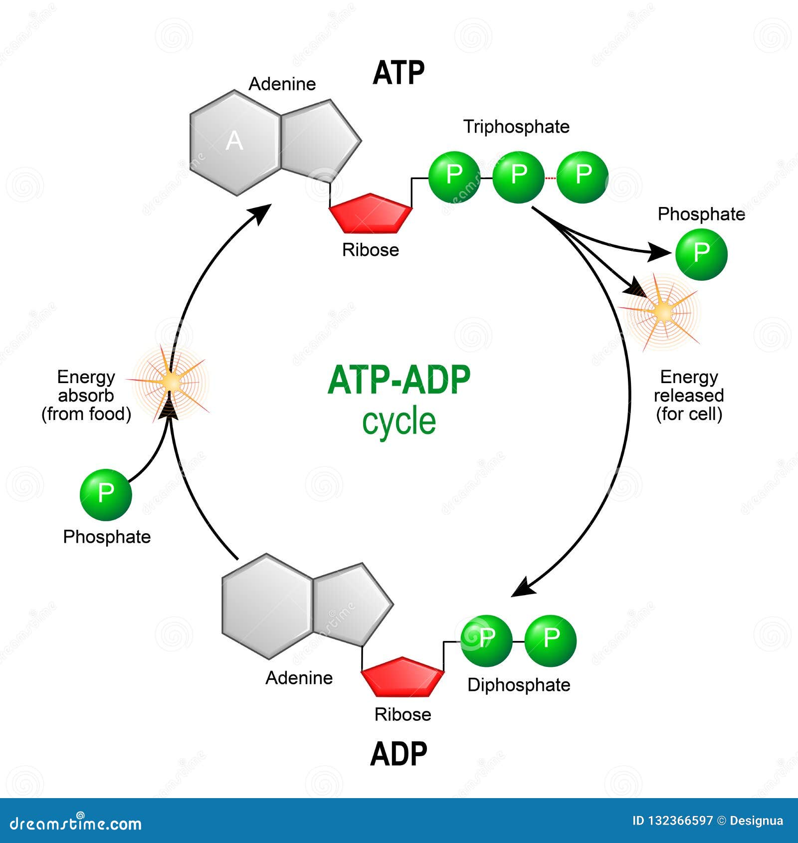 atp adp cycle. adenosine triphosphate atp is a organic chemica