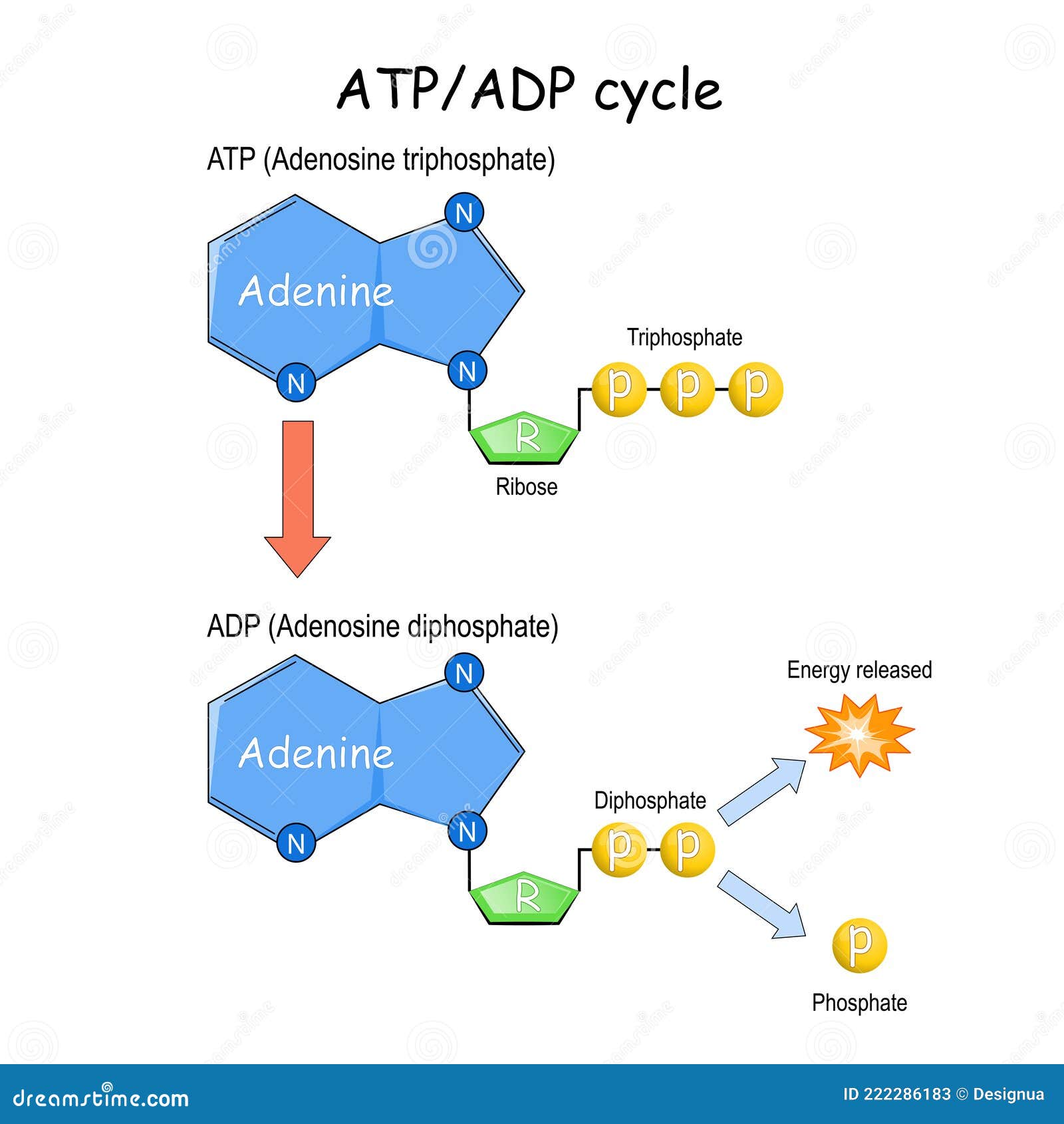 Adenosine triphosphate hi-res stock photography and images - Alamy