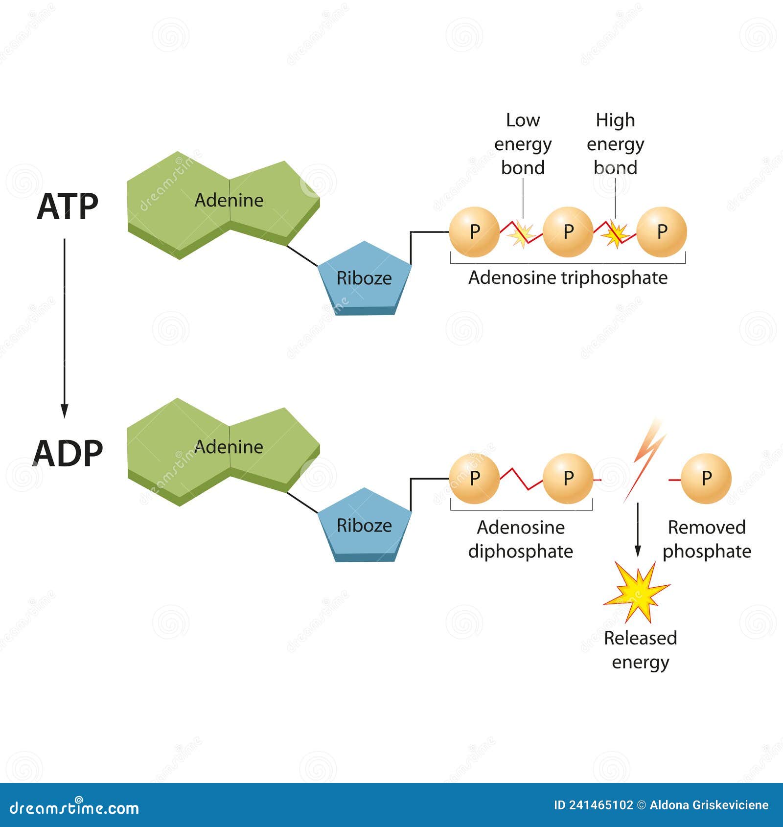 ATP (Adenosine triphosphate) 