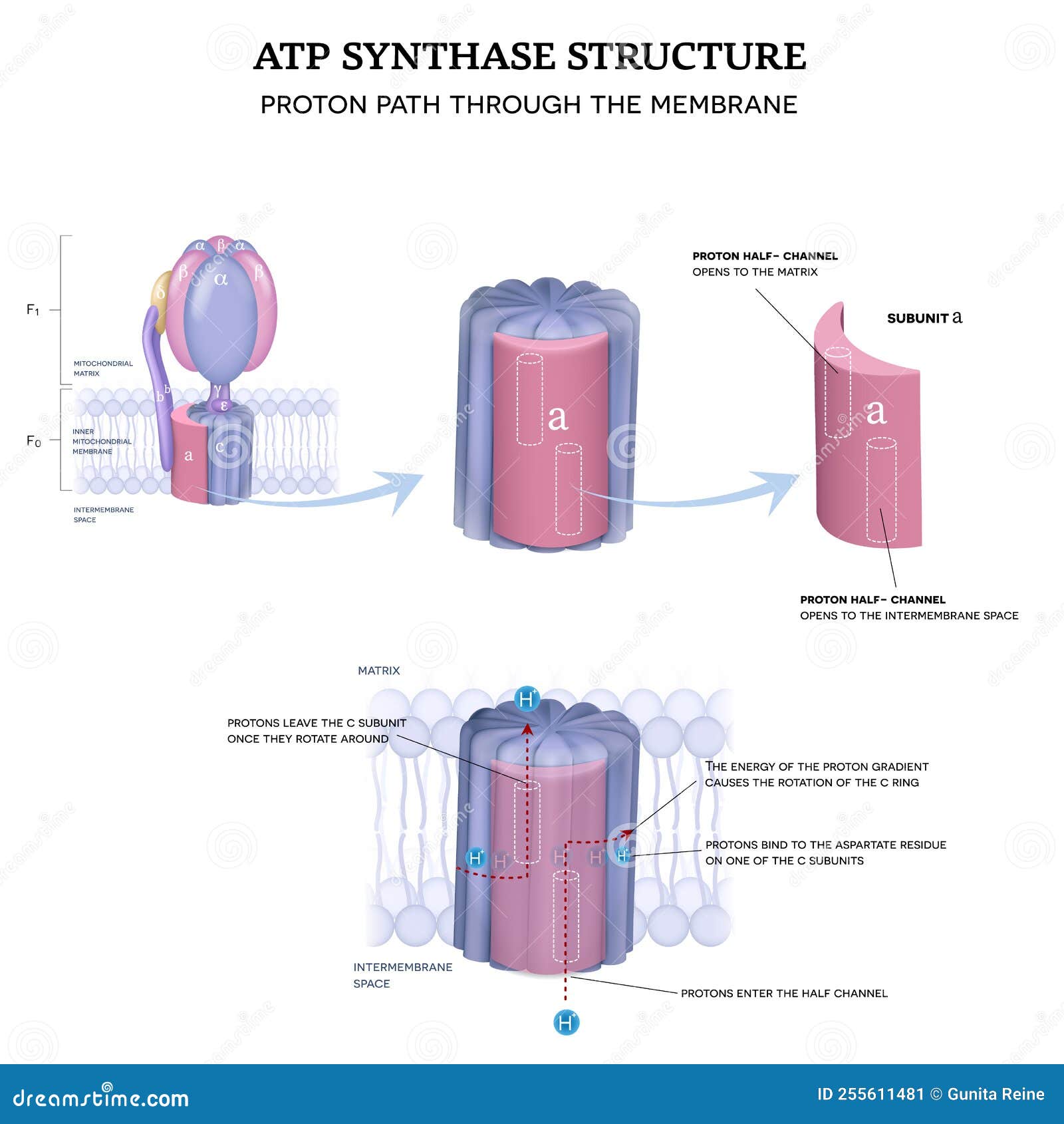 atp synthase structure and proton path