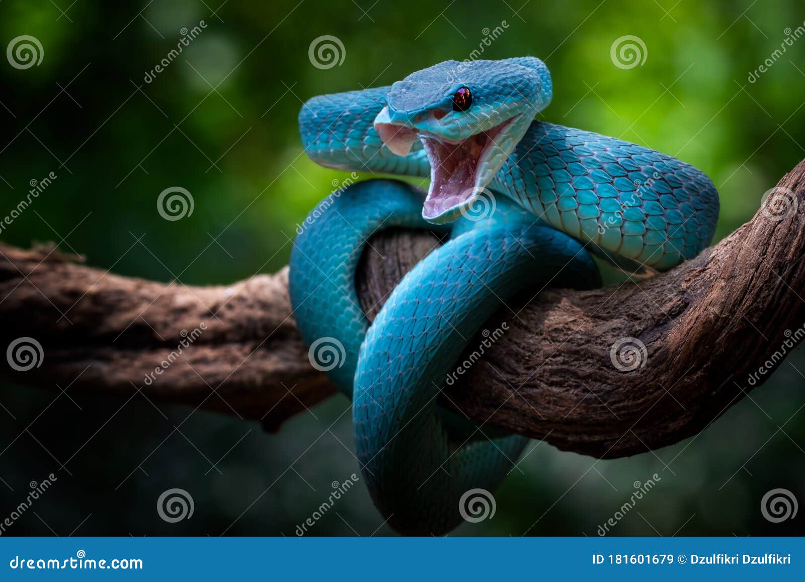 attack position, a blue viper ready to attack anything , nature, macro, snake