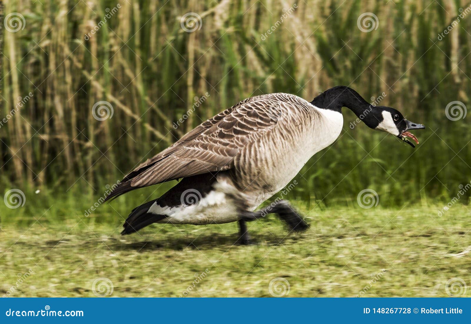 canada goose defending 