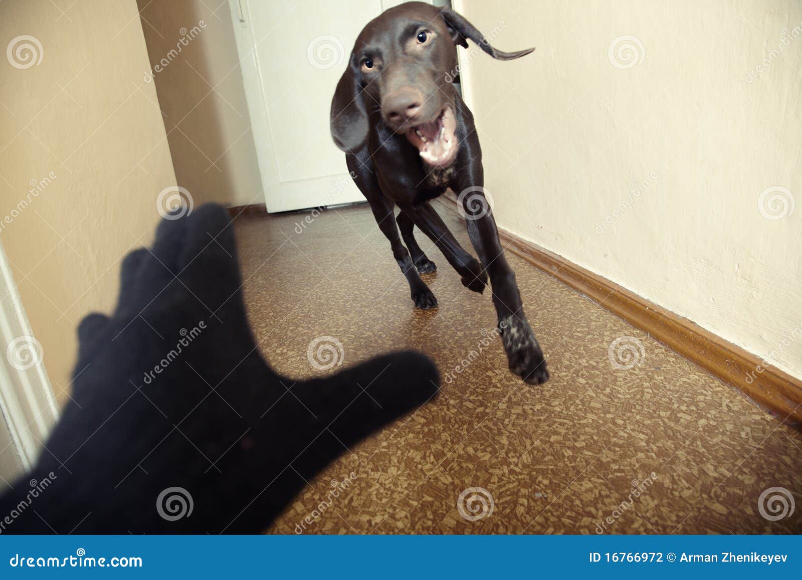 Attacking dog stock photo. Image of kurzhaar, breed, canine 16766972