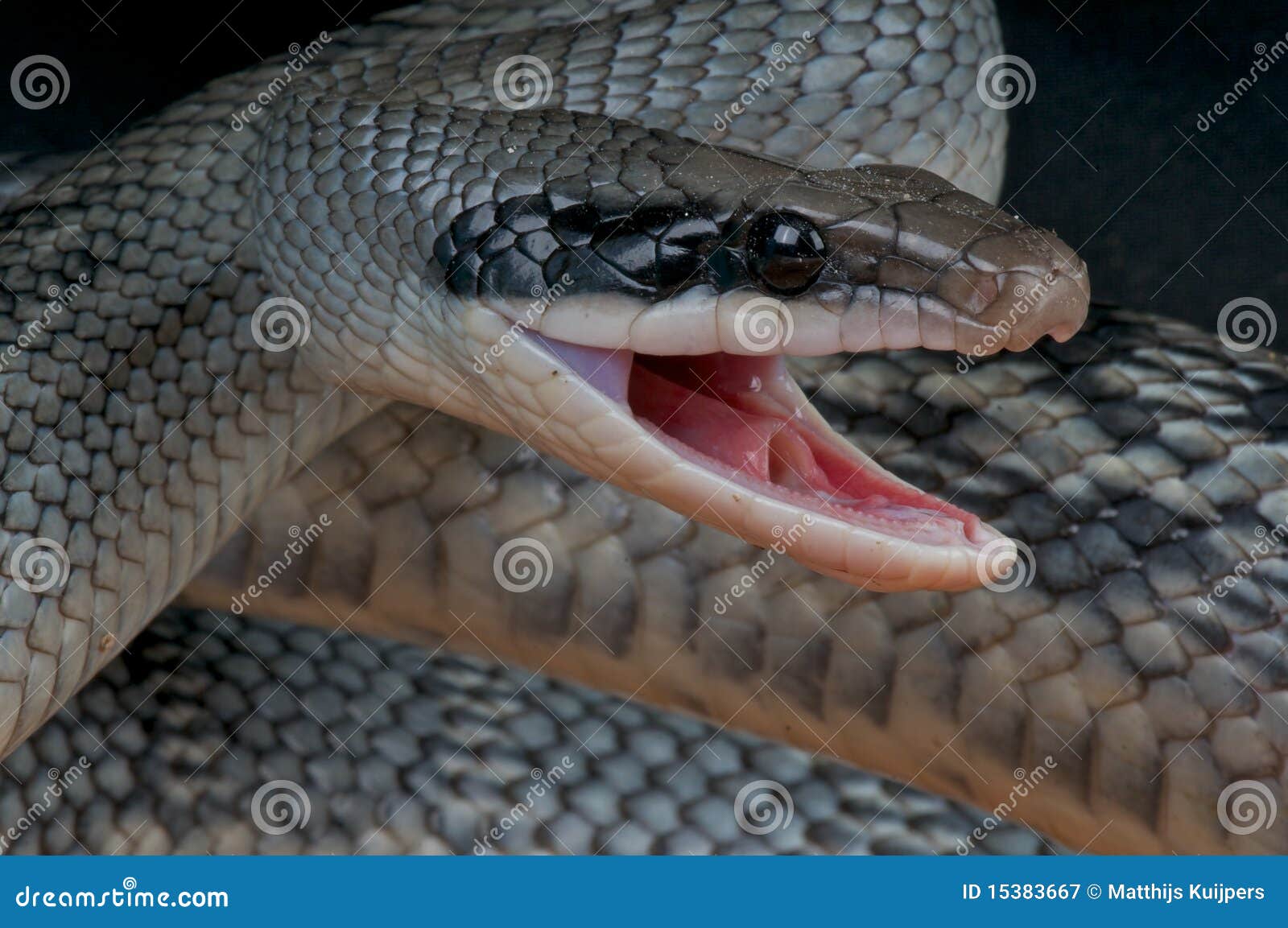 attacking rat snake