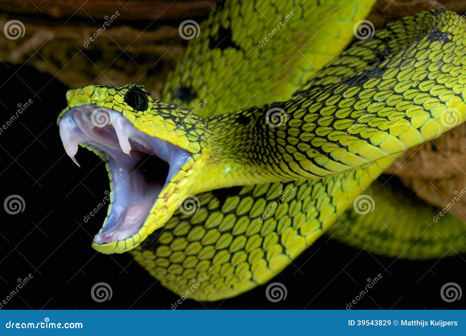 Attacking Snake / Great Lakes Viper / Atheris Nitschei Stock Image