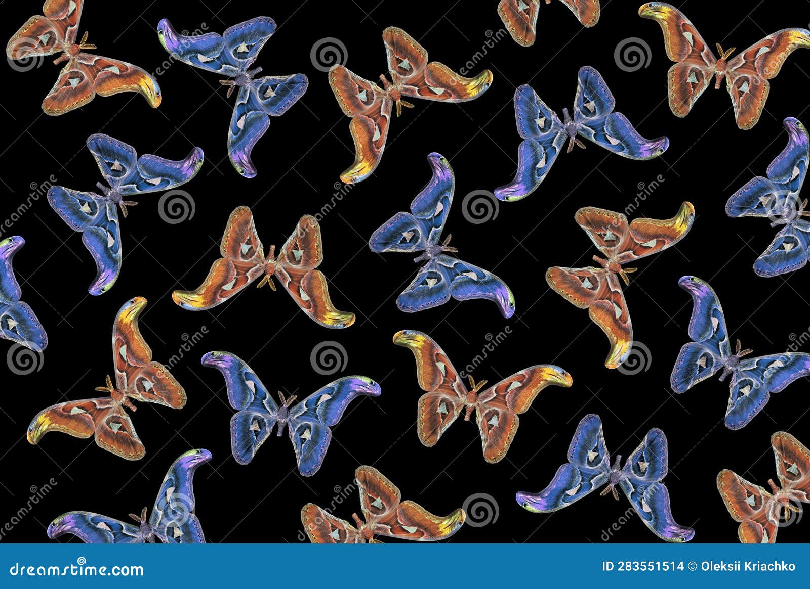attacus atlas. atlas moth. colorful tropical atlas butterflies  on black.