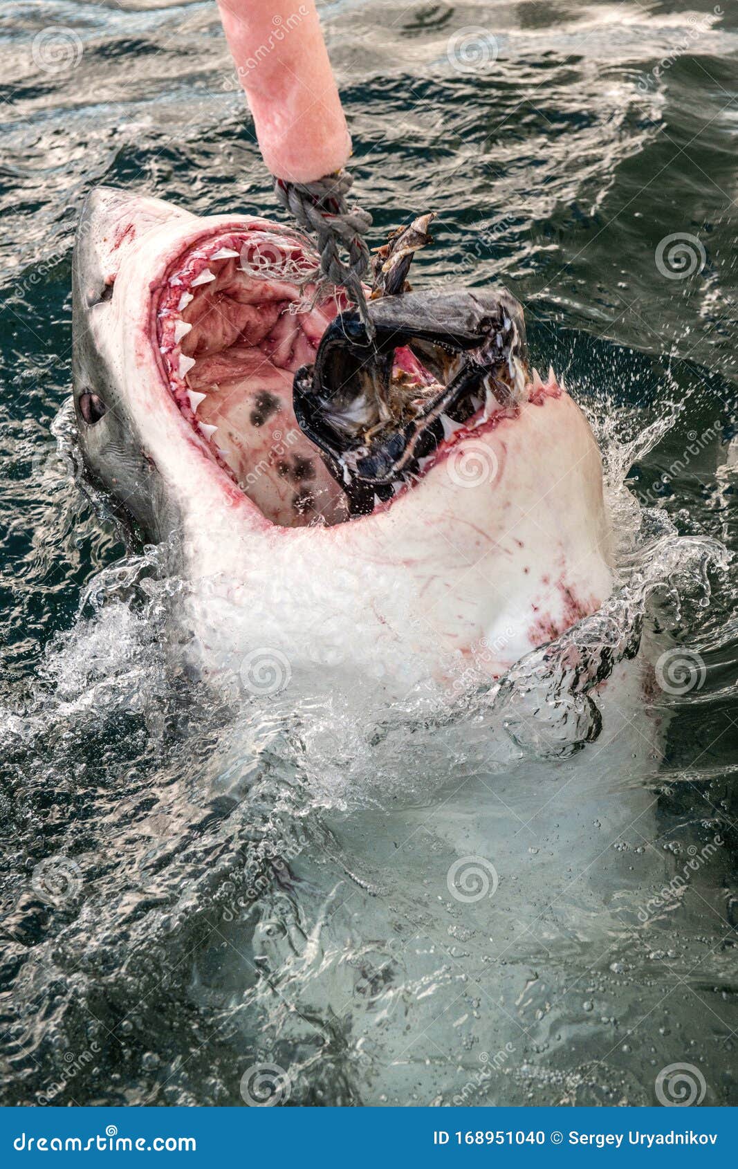Attaque de requin grand photo stock. Image du mousse - 168951040